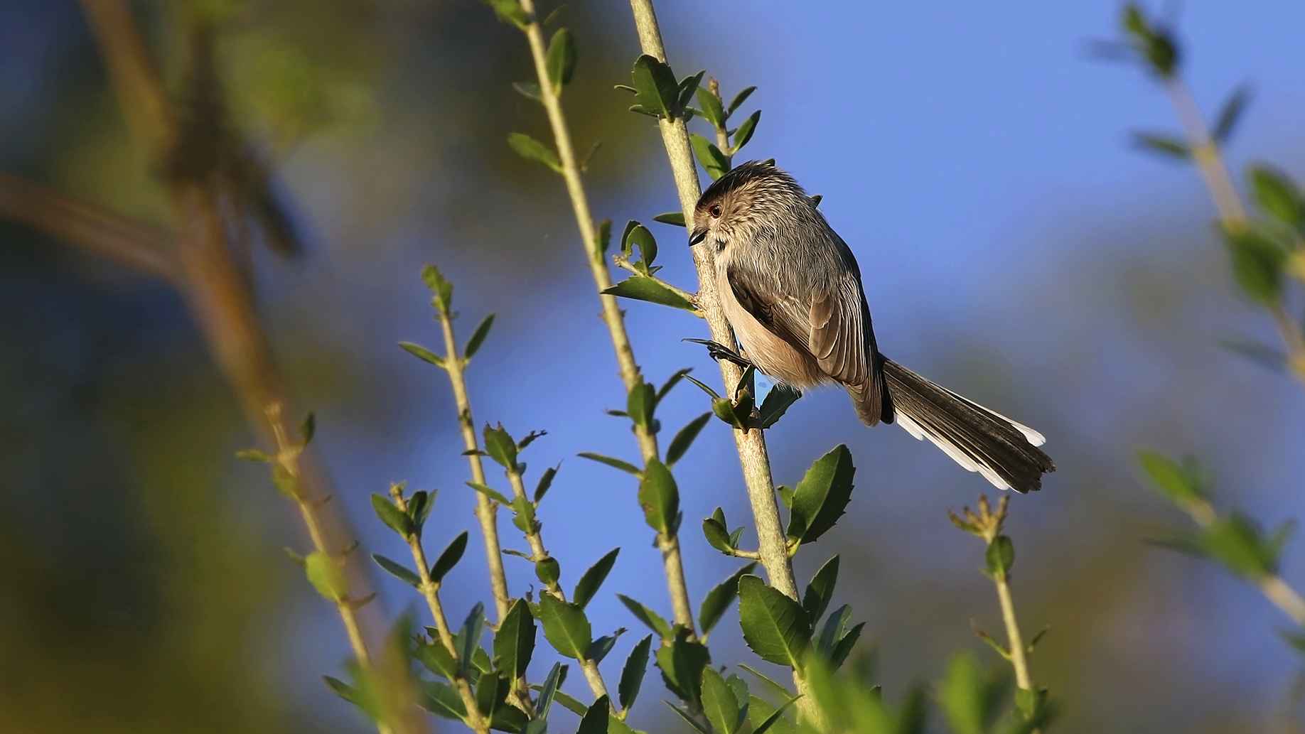 Long-tailed Tit
