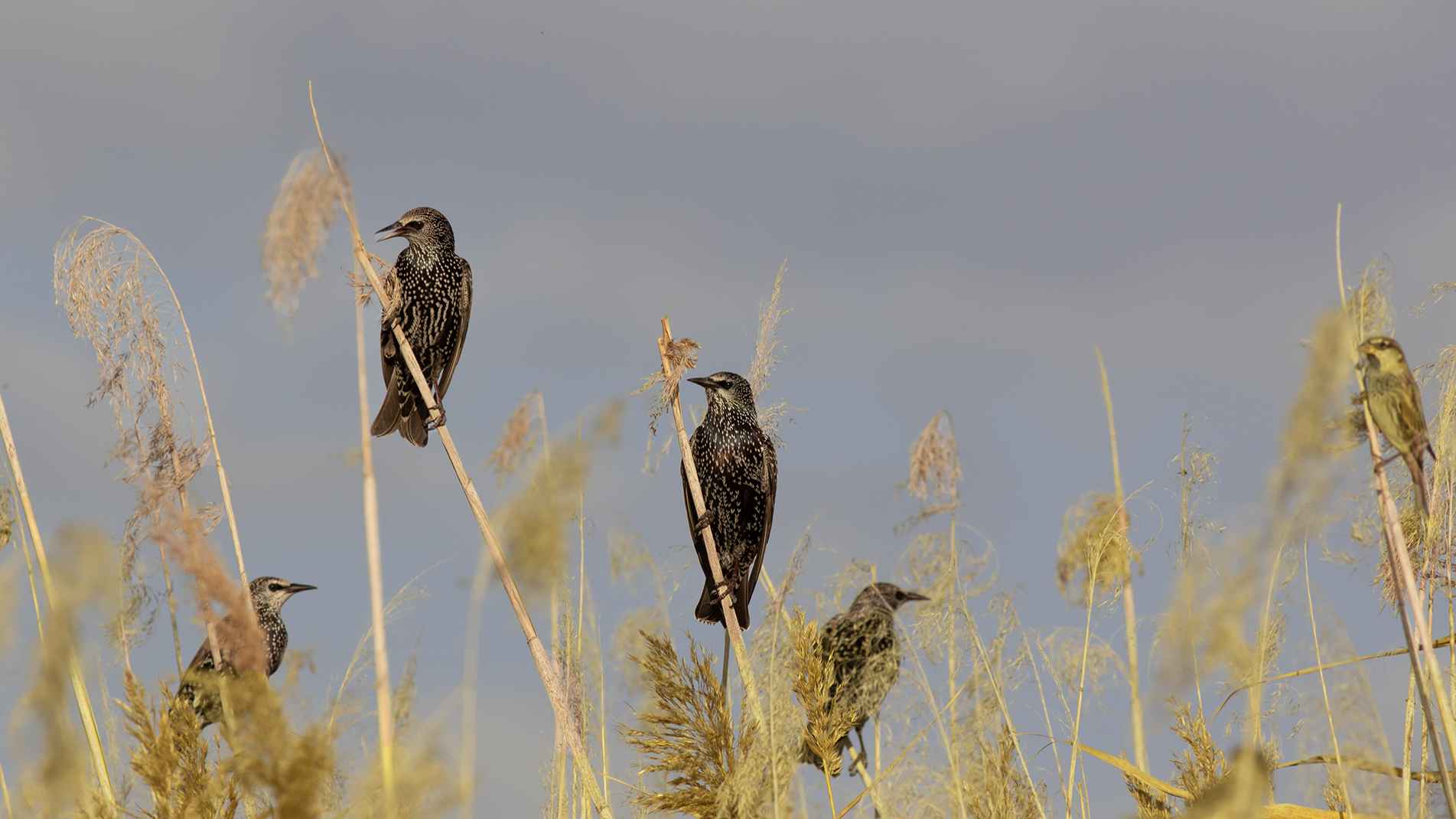 European Starling