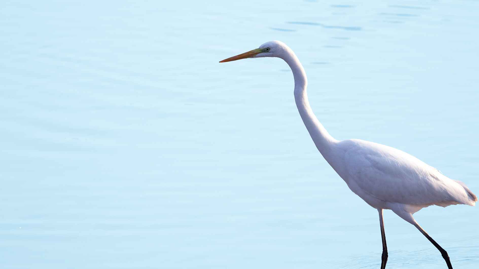 Great Egret