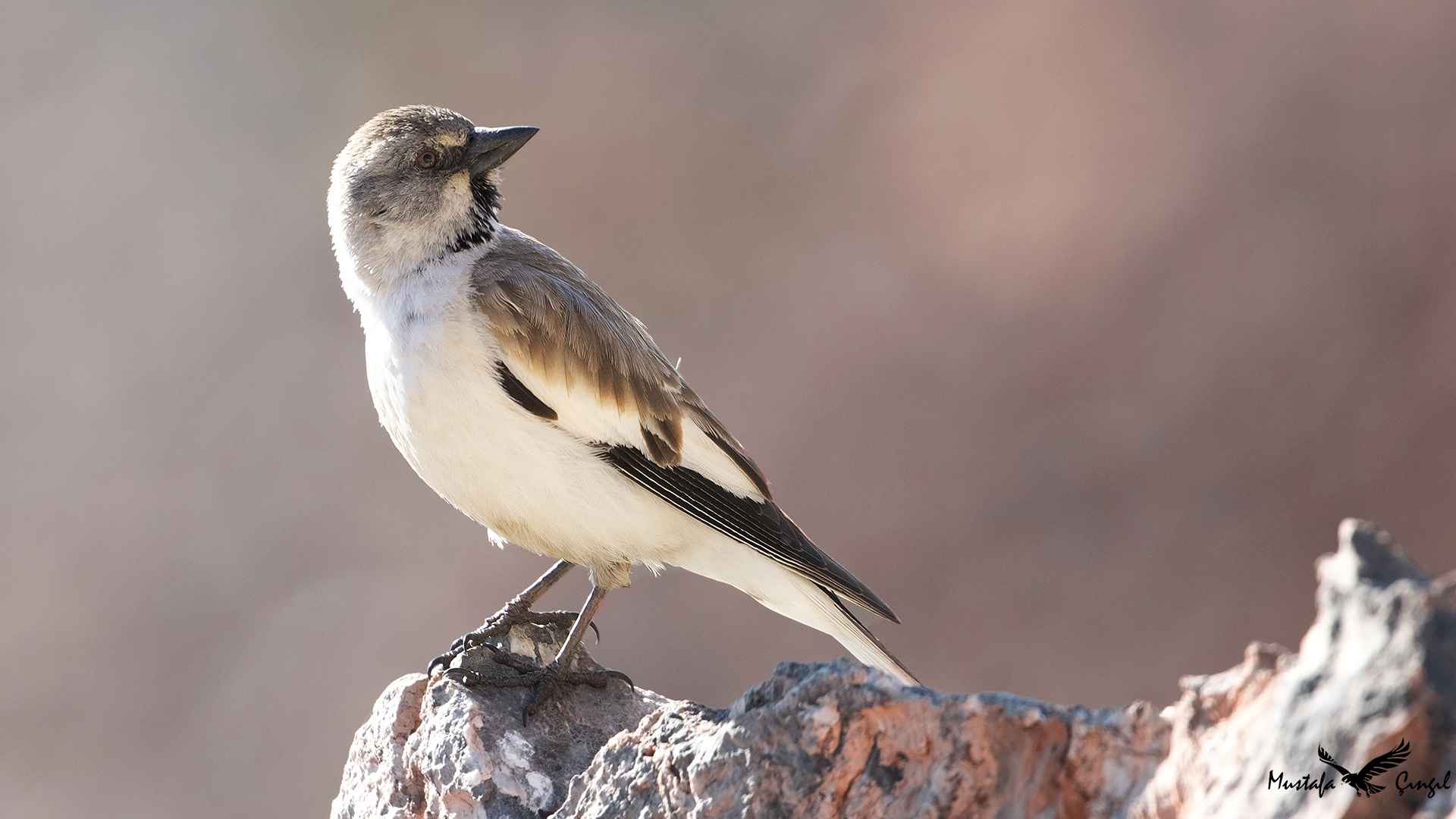 White-winged Snowfinch