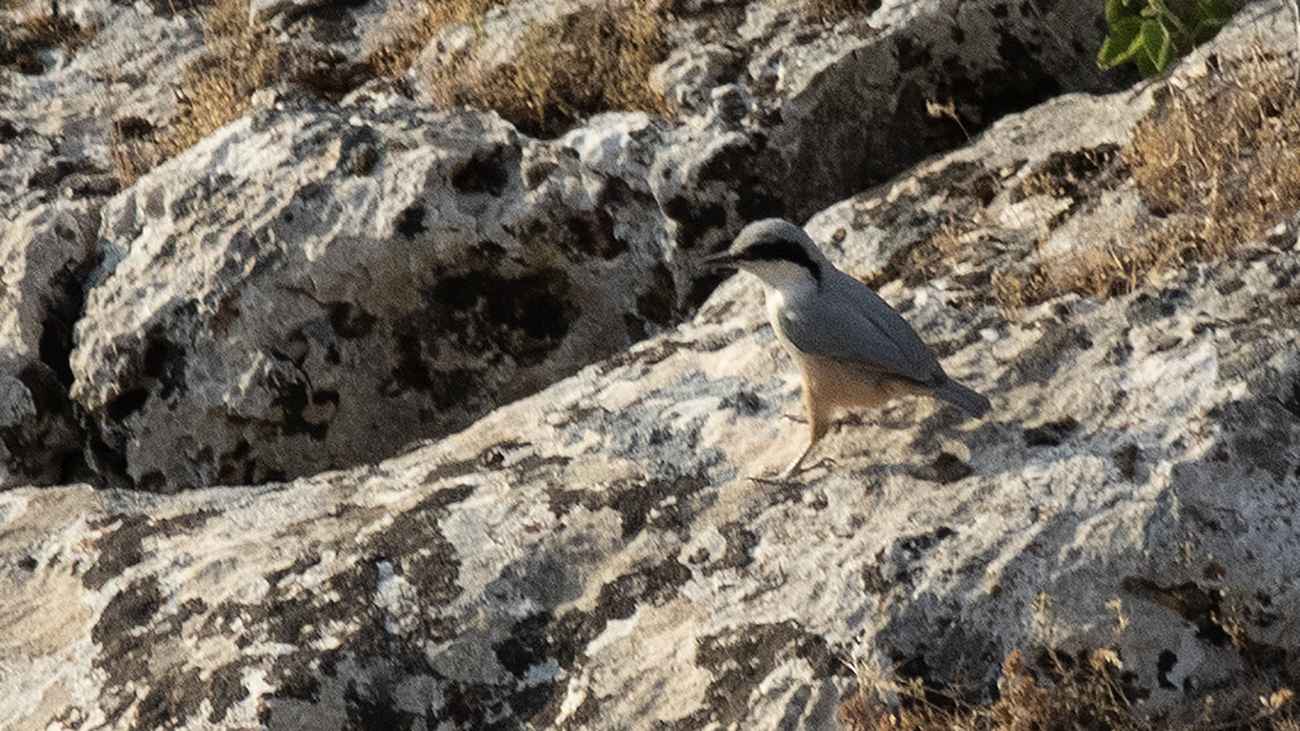 Eastern Rock Nuthatch