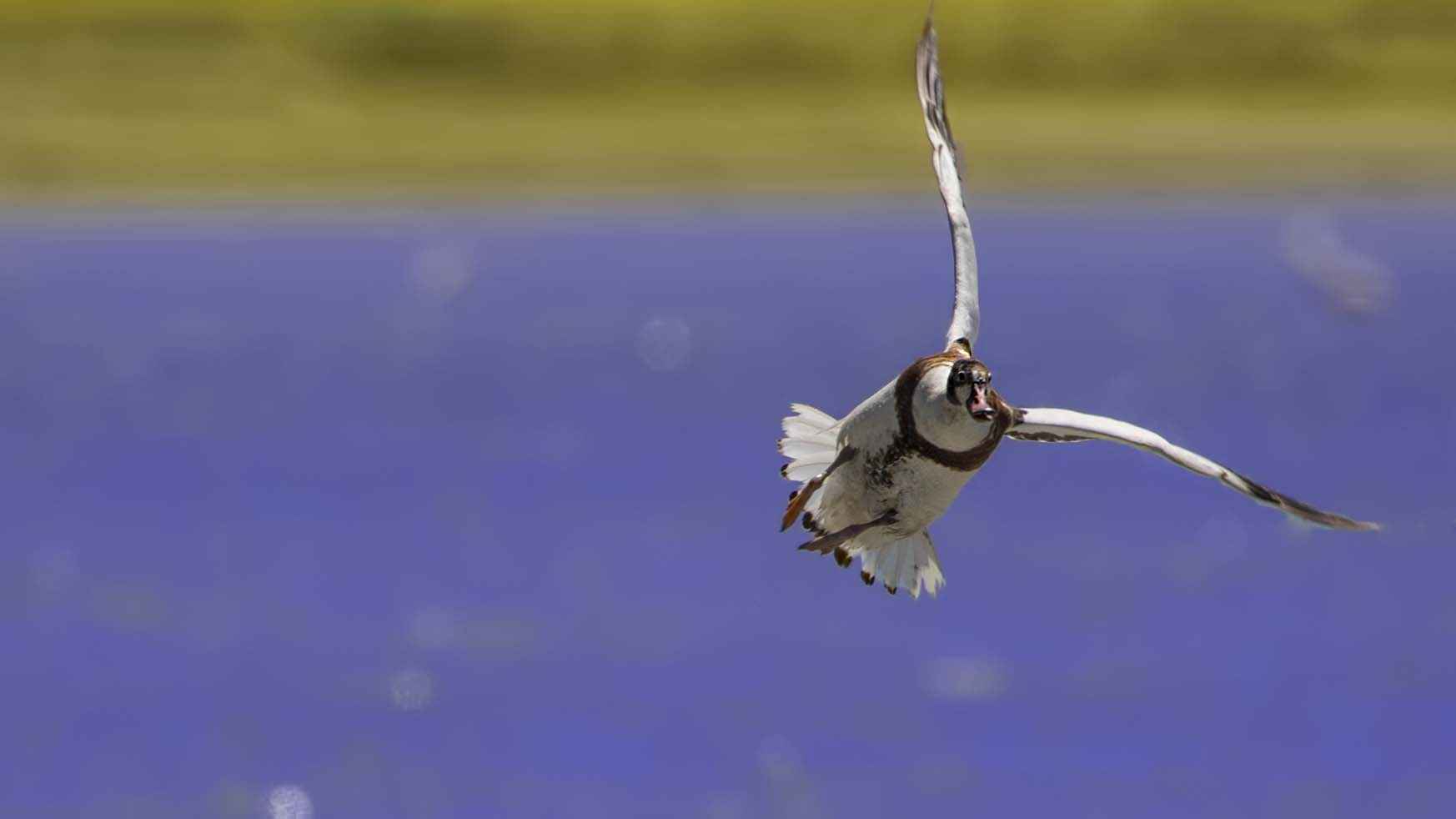 Common Shelduck