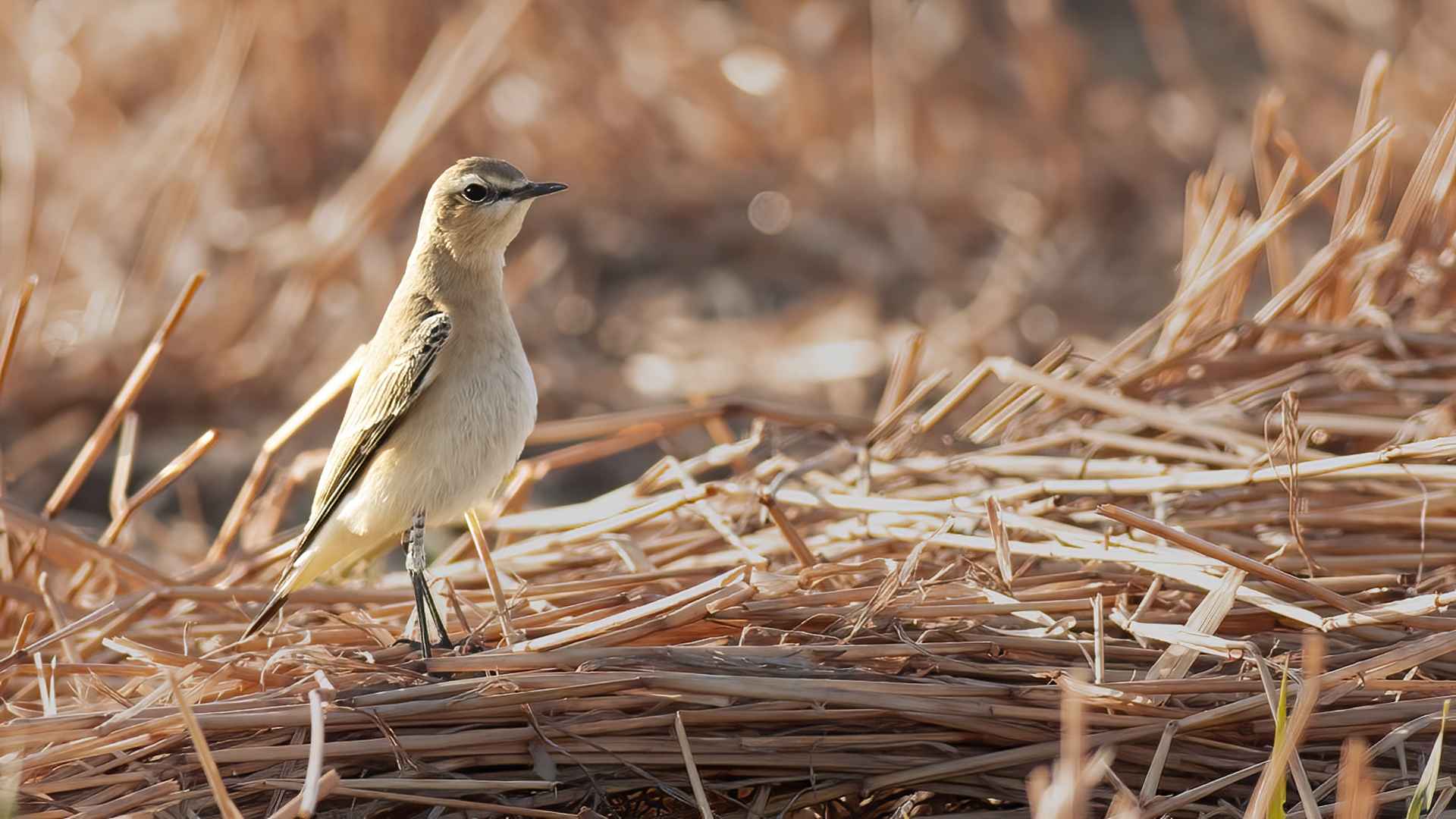 Northern Wheatear