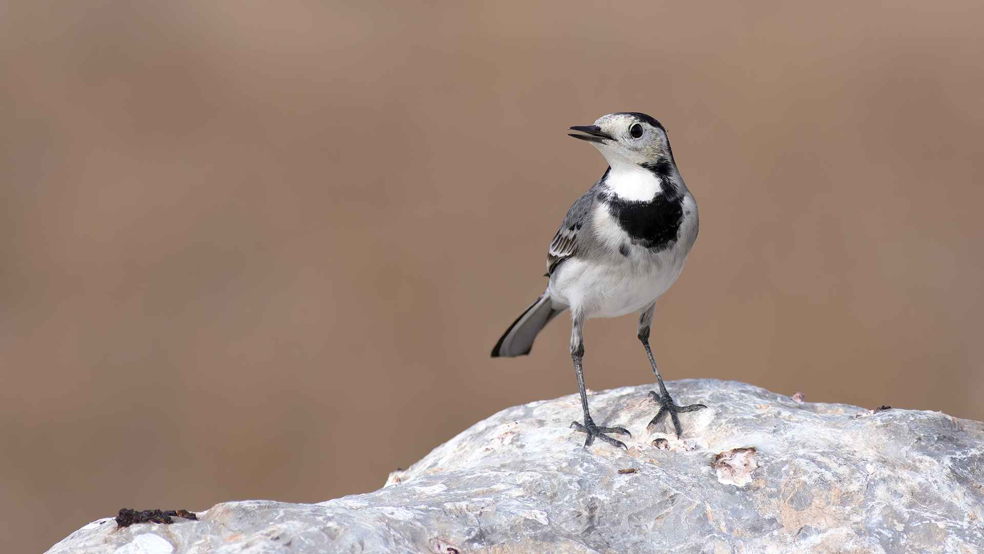 White Wagtail