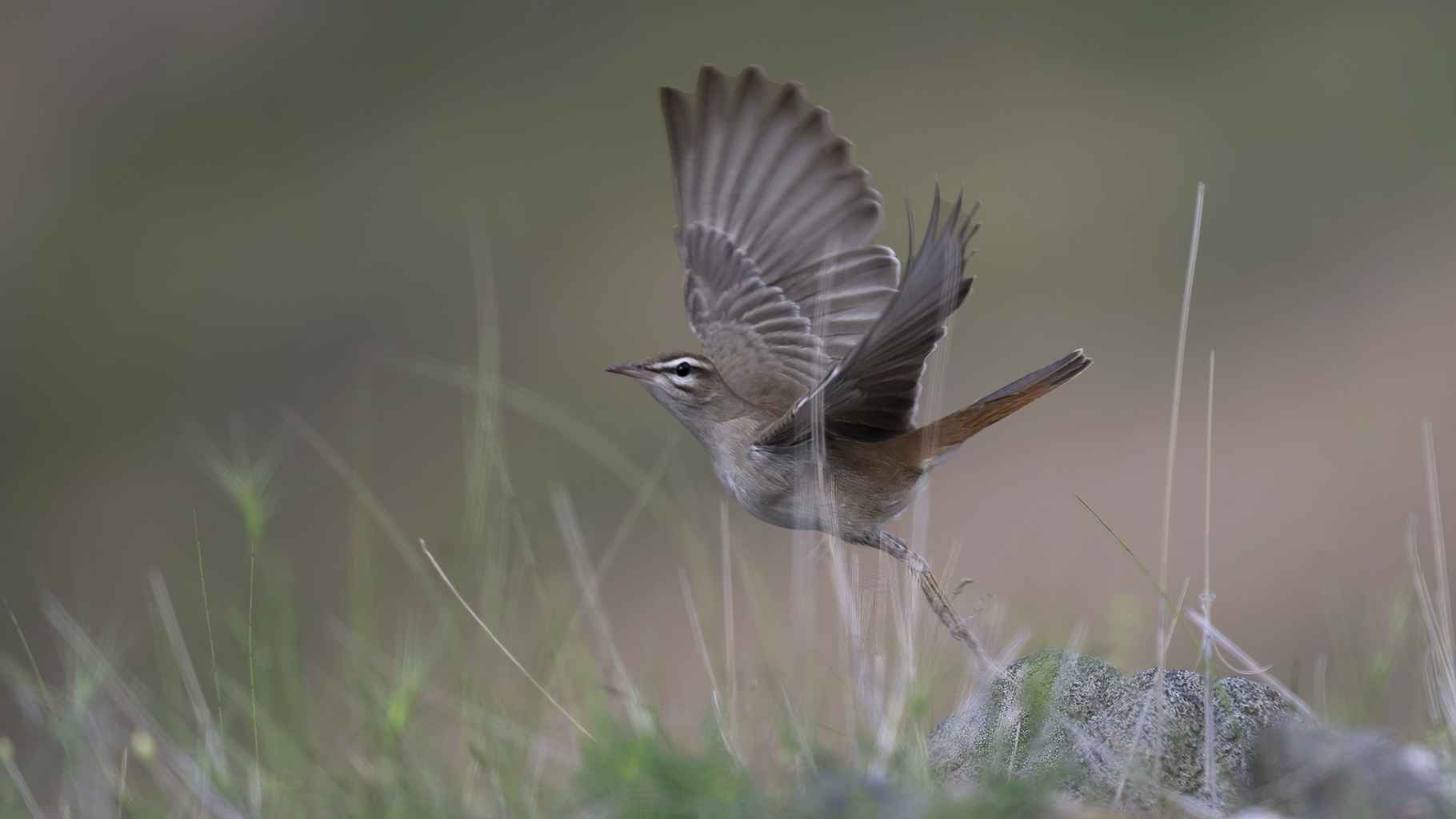 Rufous-tailed Scrub-Robin