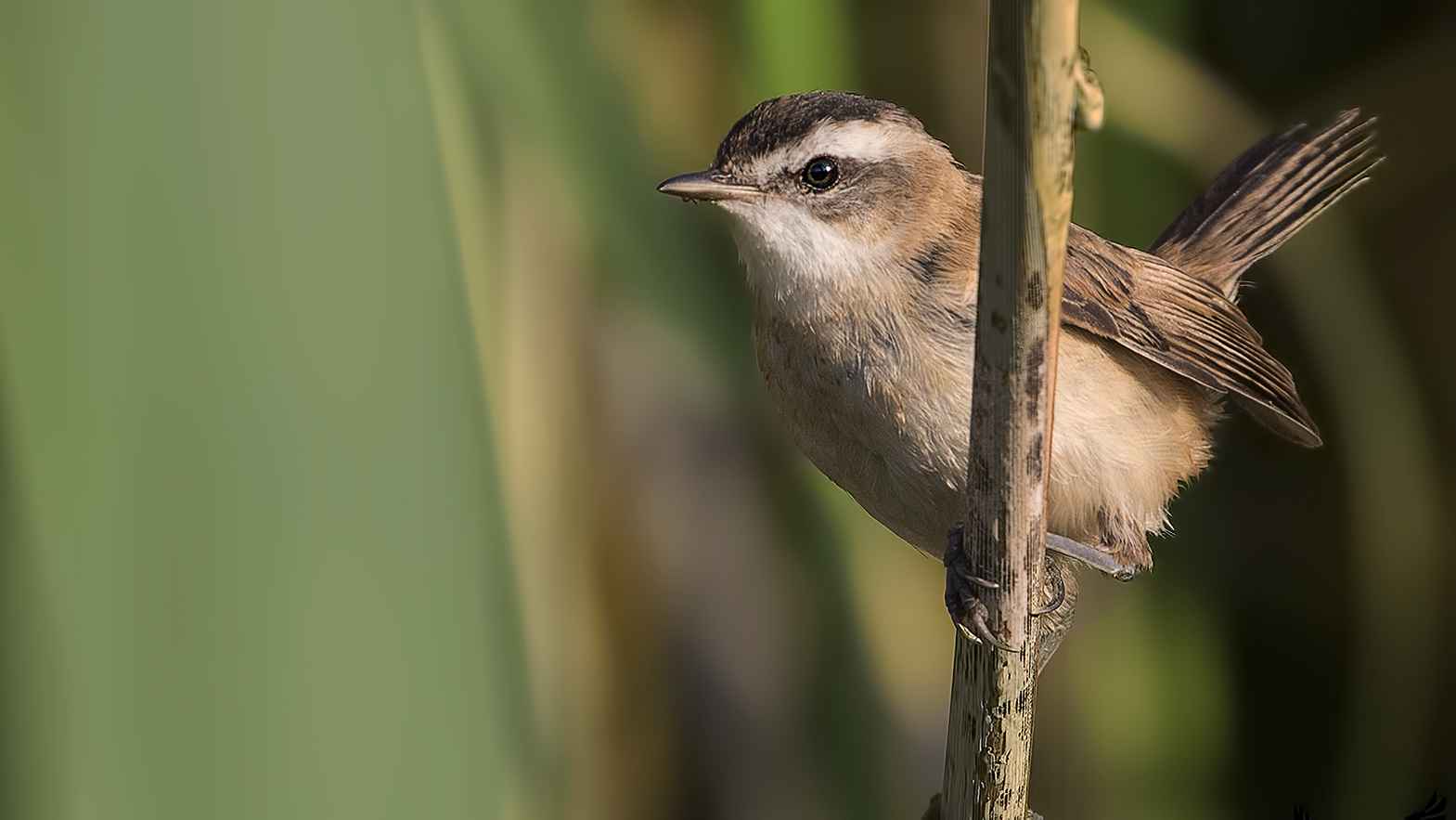 Moustached Warbler