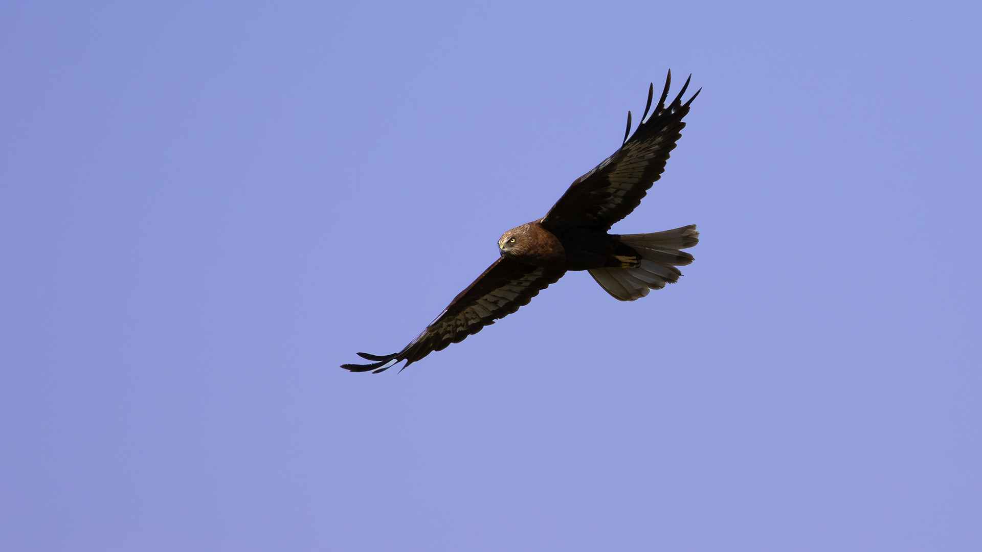 Eurasian Marsh-Harrier