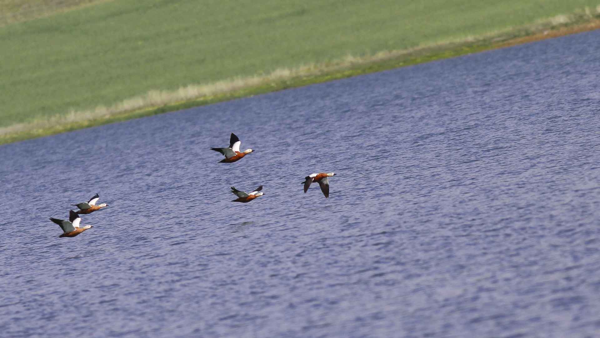 Angıt