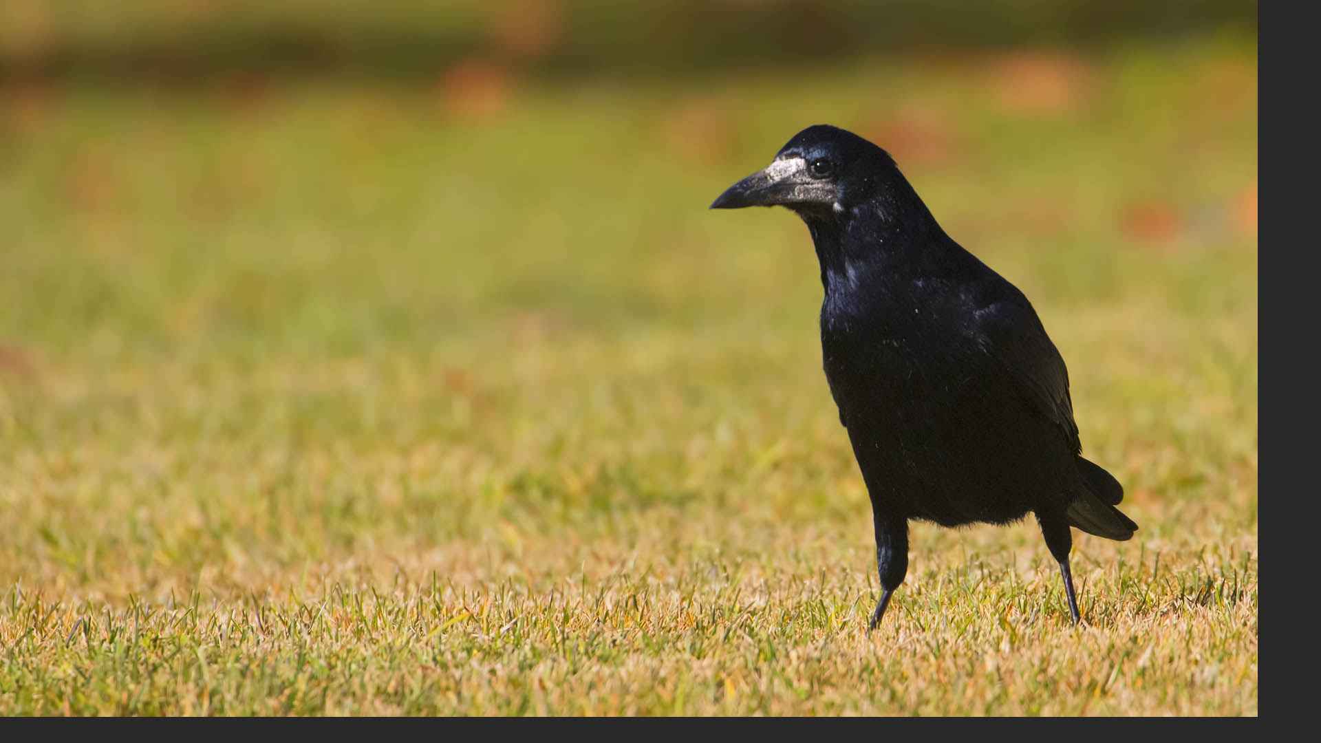 Rook