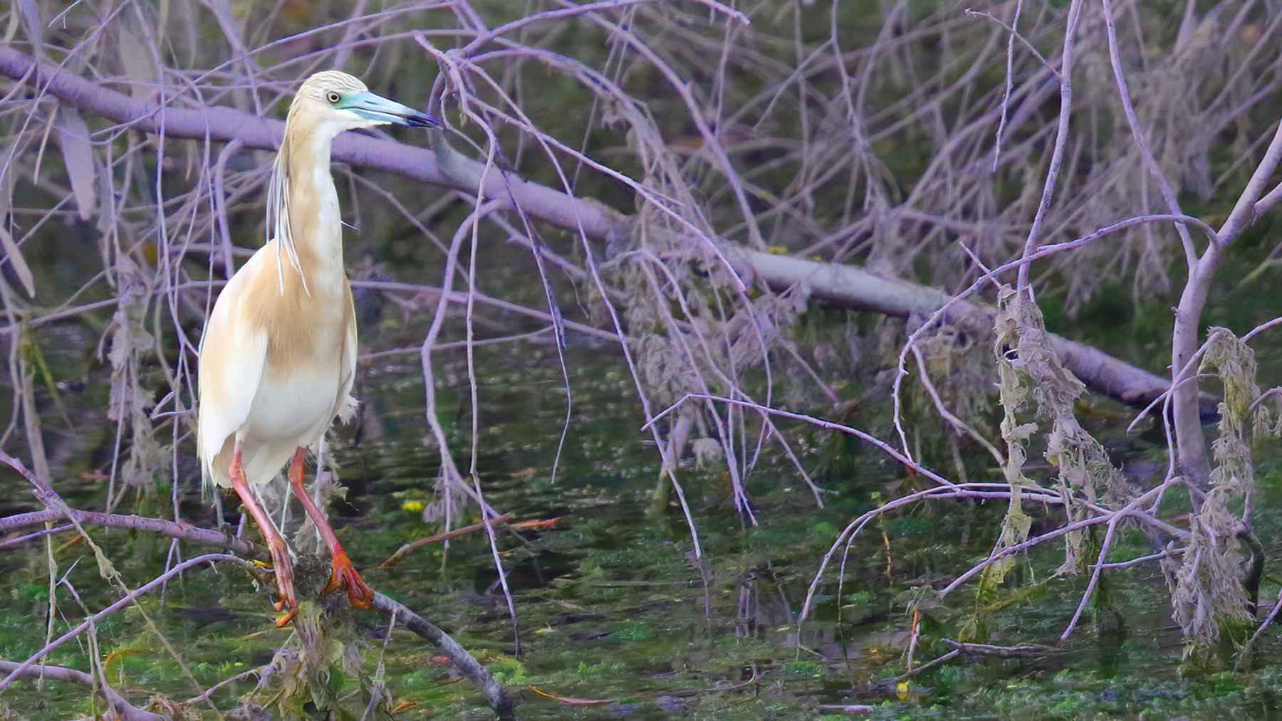 Squacco Heron