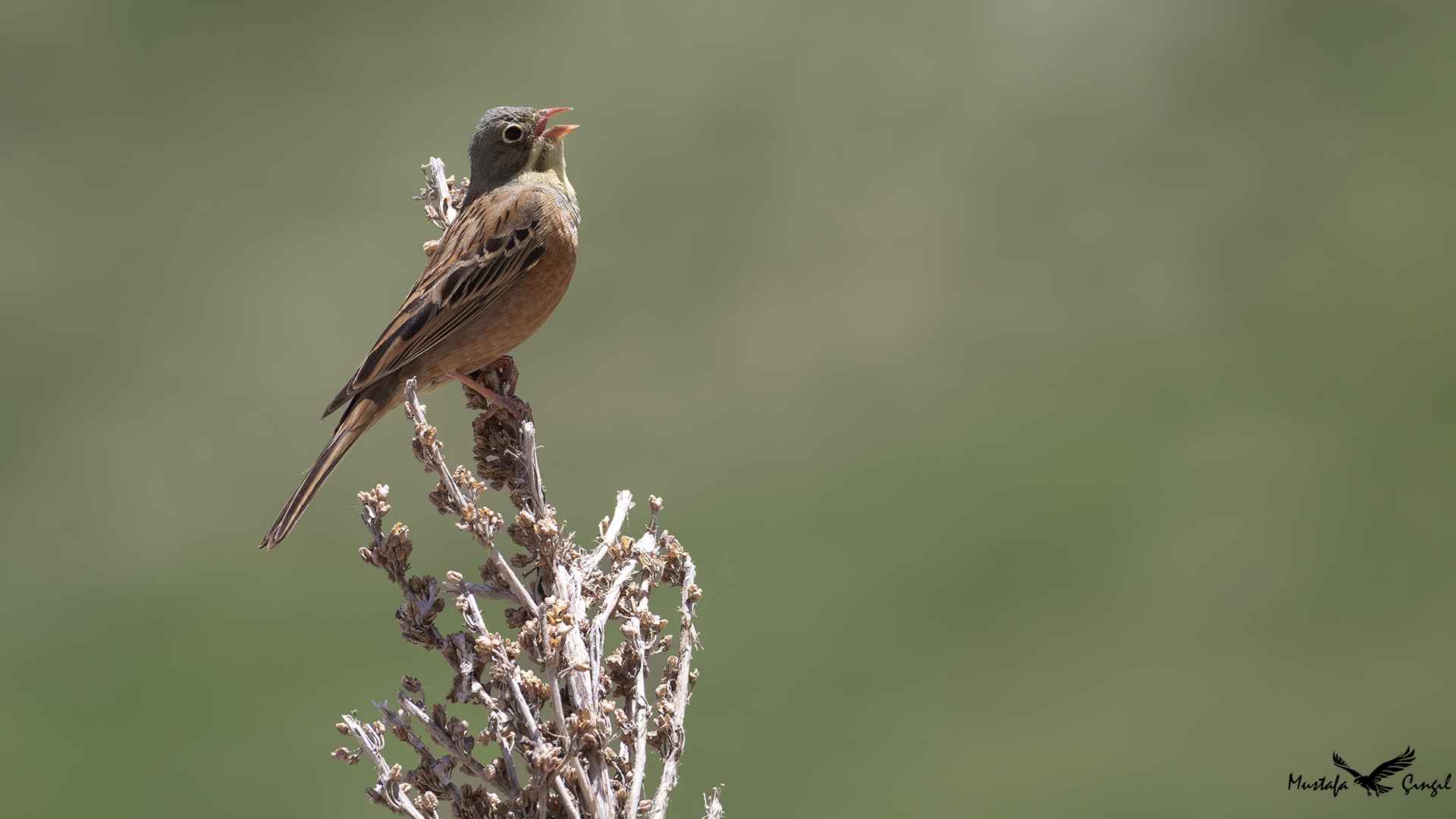 Ortolan Bunting
