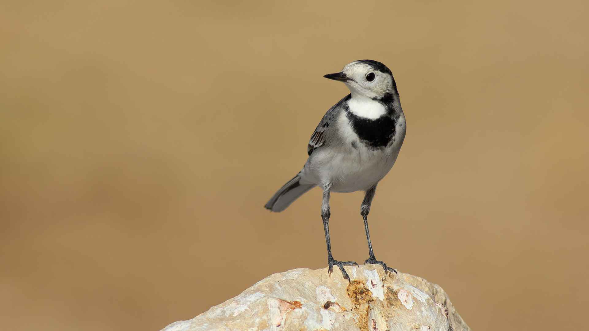 White Wagtail