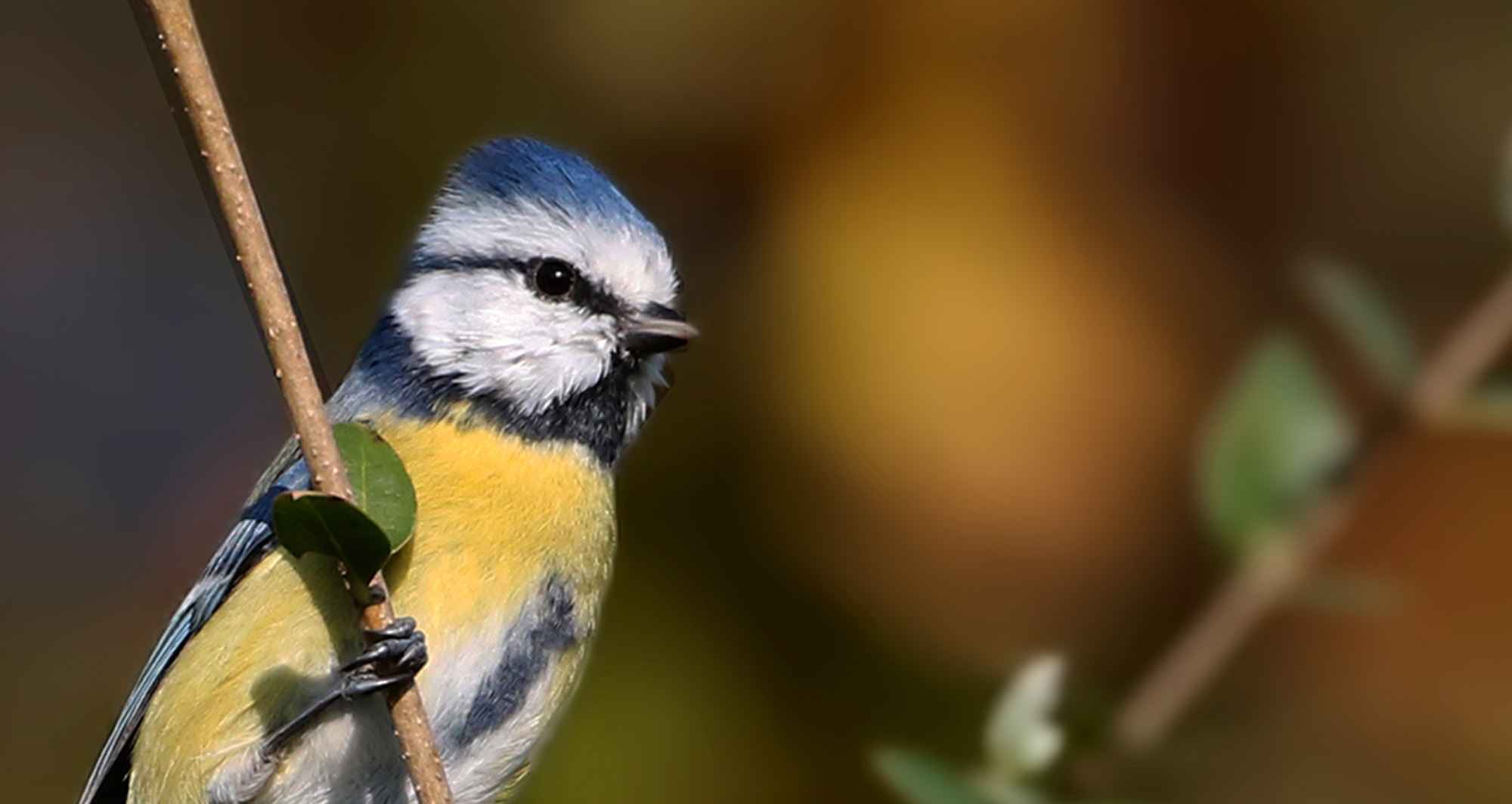 Eurasian Blue Tit