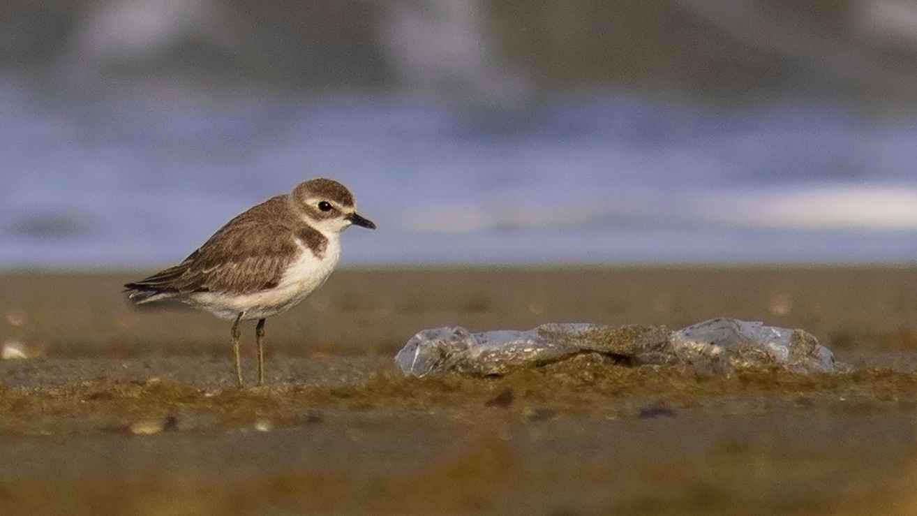 Lesser Sand-Plover