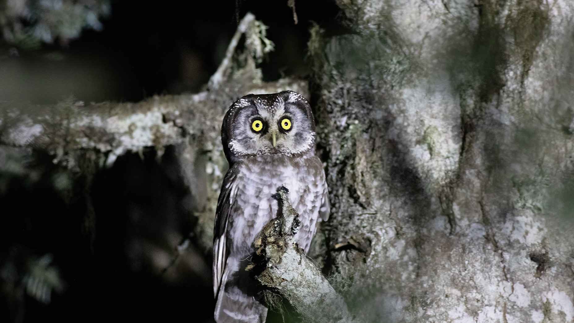 Boreal Owl