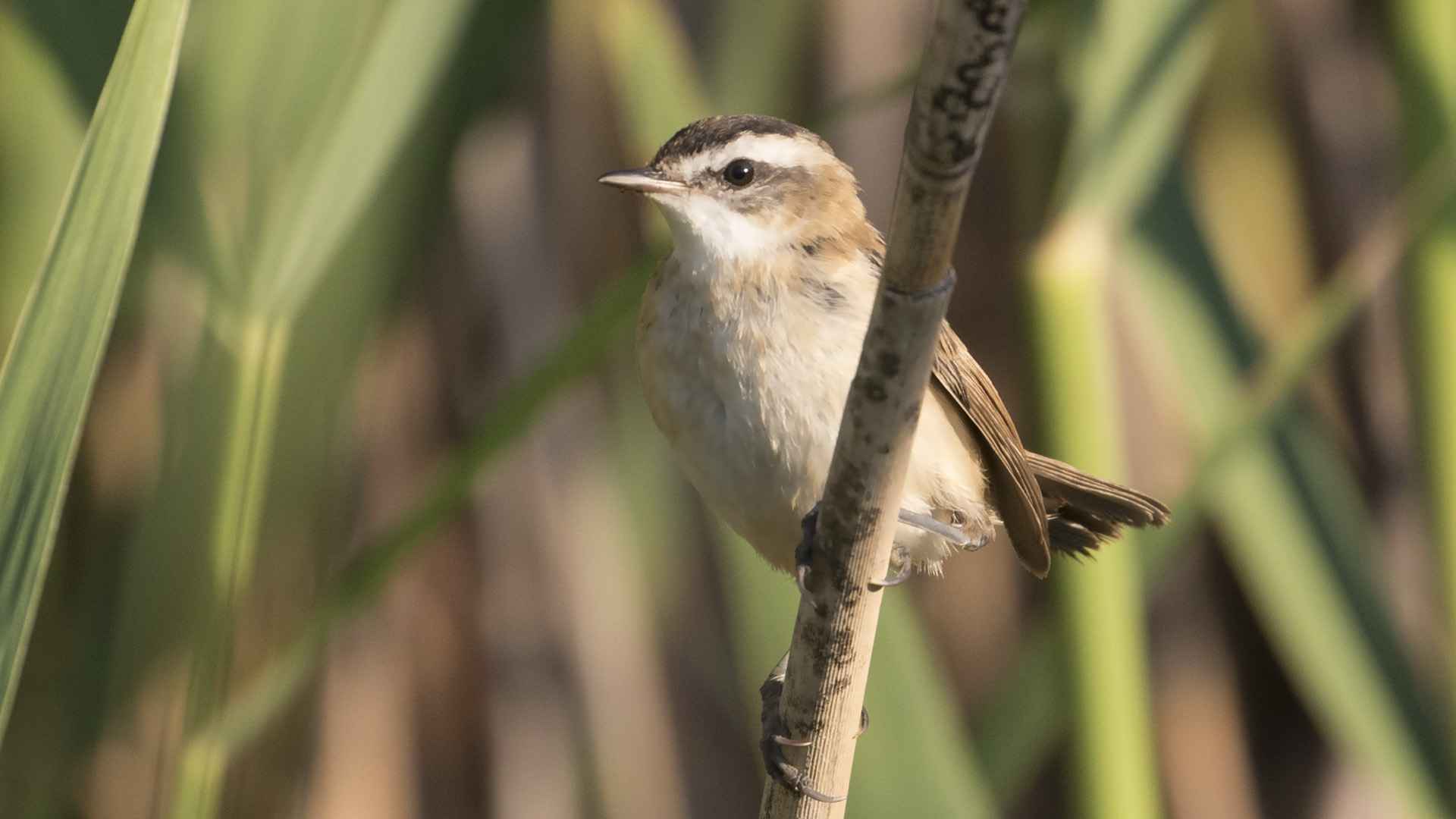 Moustached Warbler