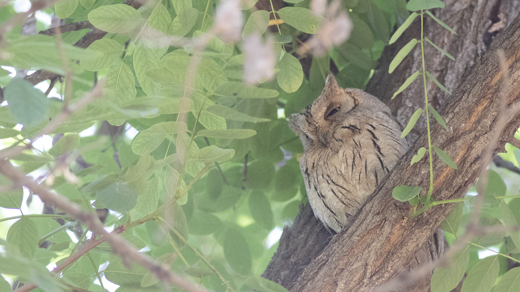 Pallid Scops-Owl