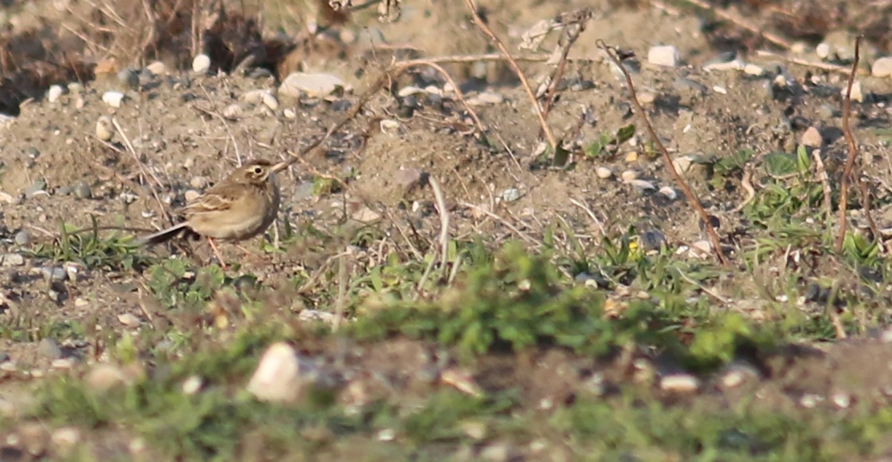 Richard's Pipit