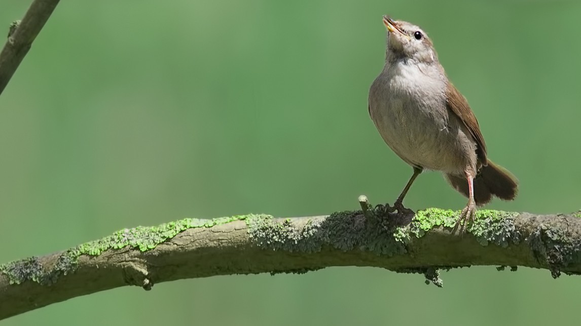 Cetti's Warbler