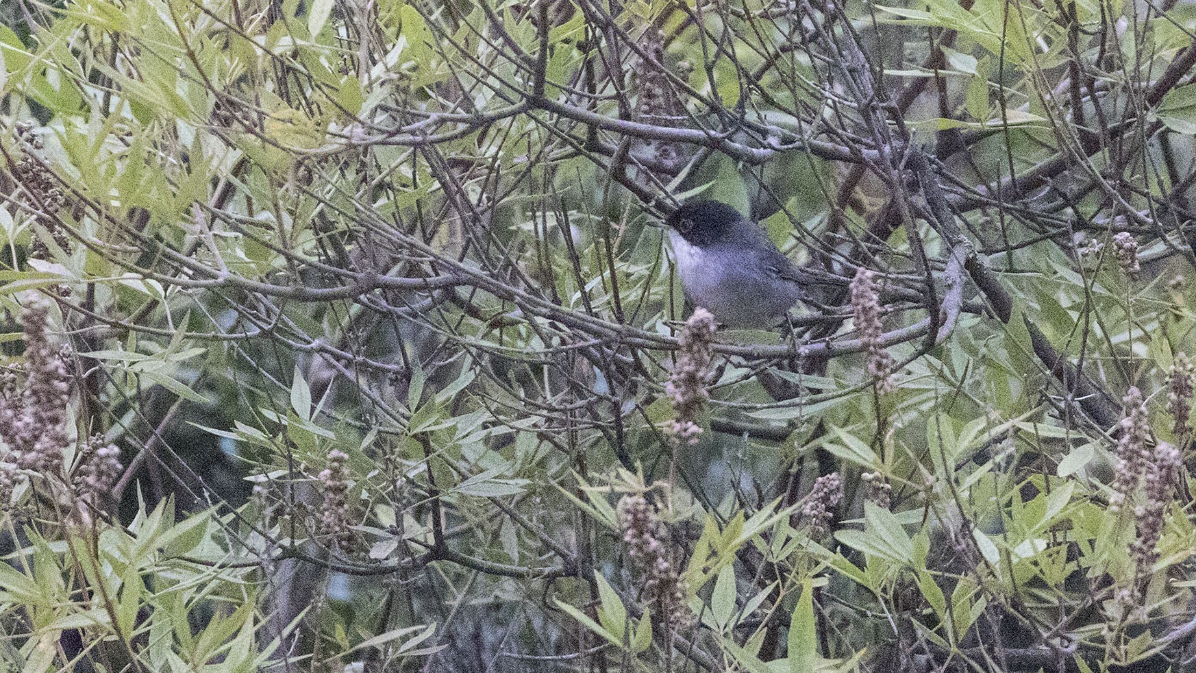 Sardinian Warbler