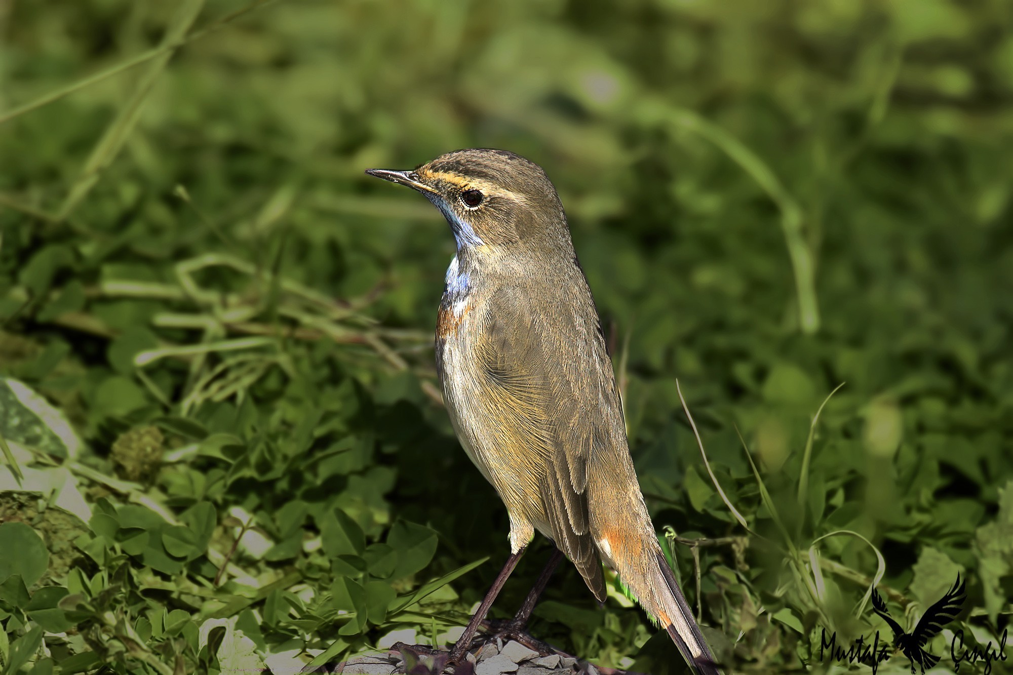 Bluethroat