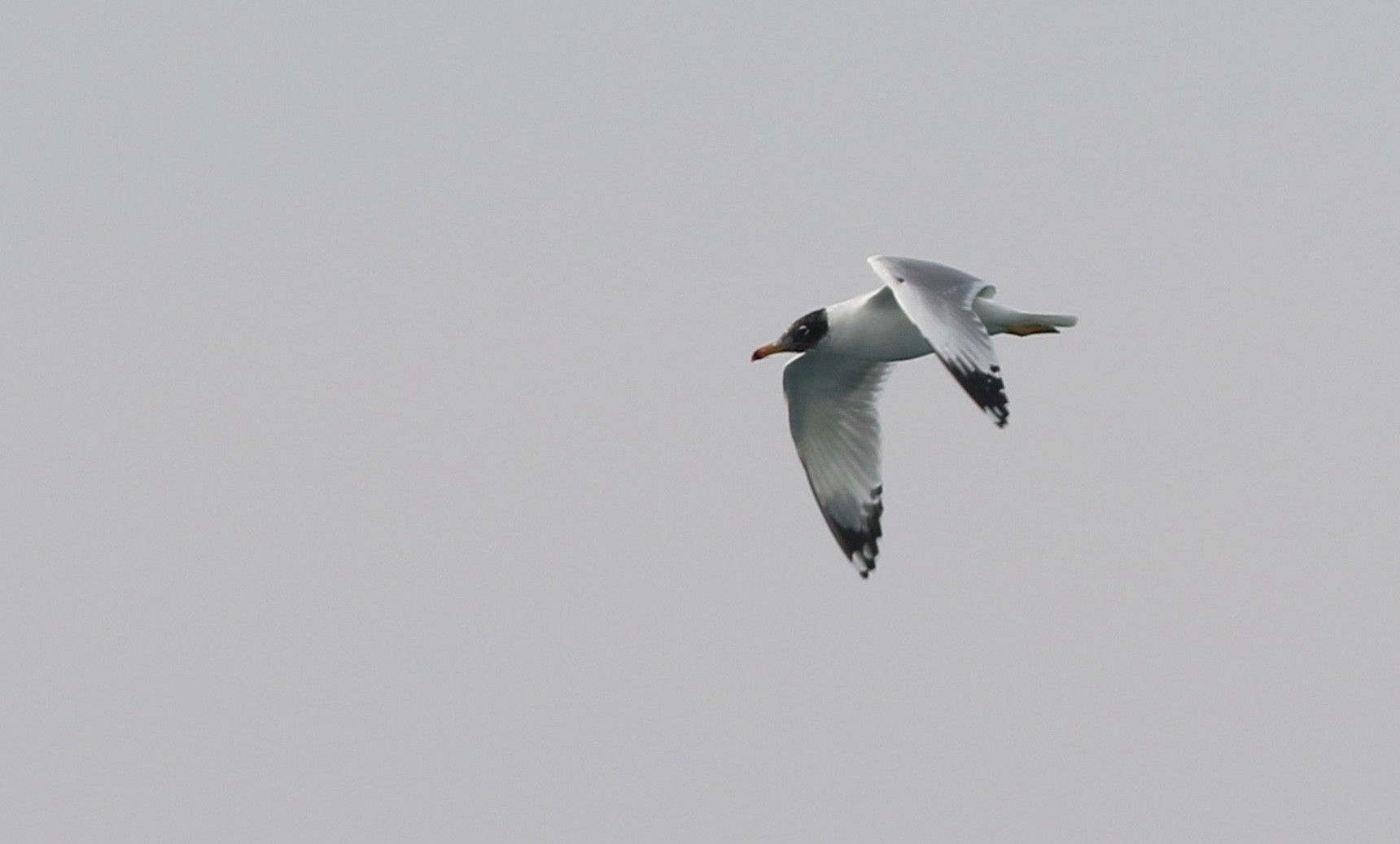 Pallas's Gull