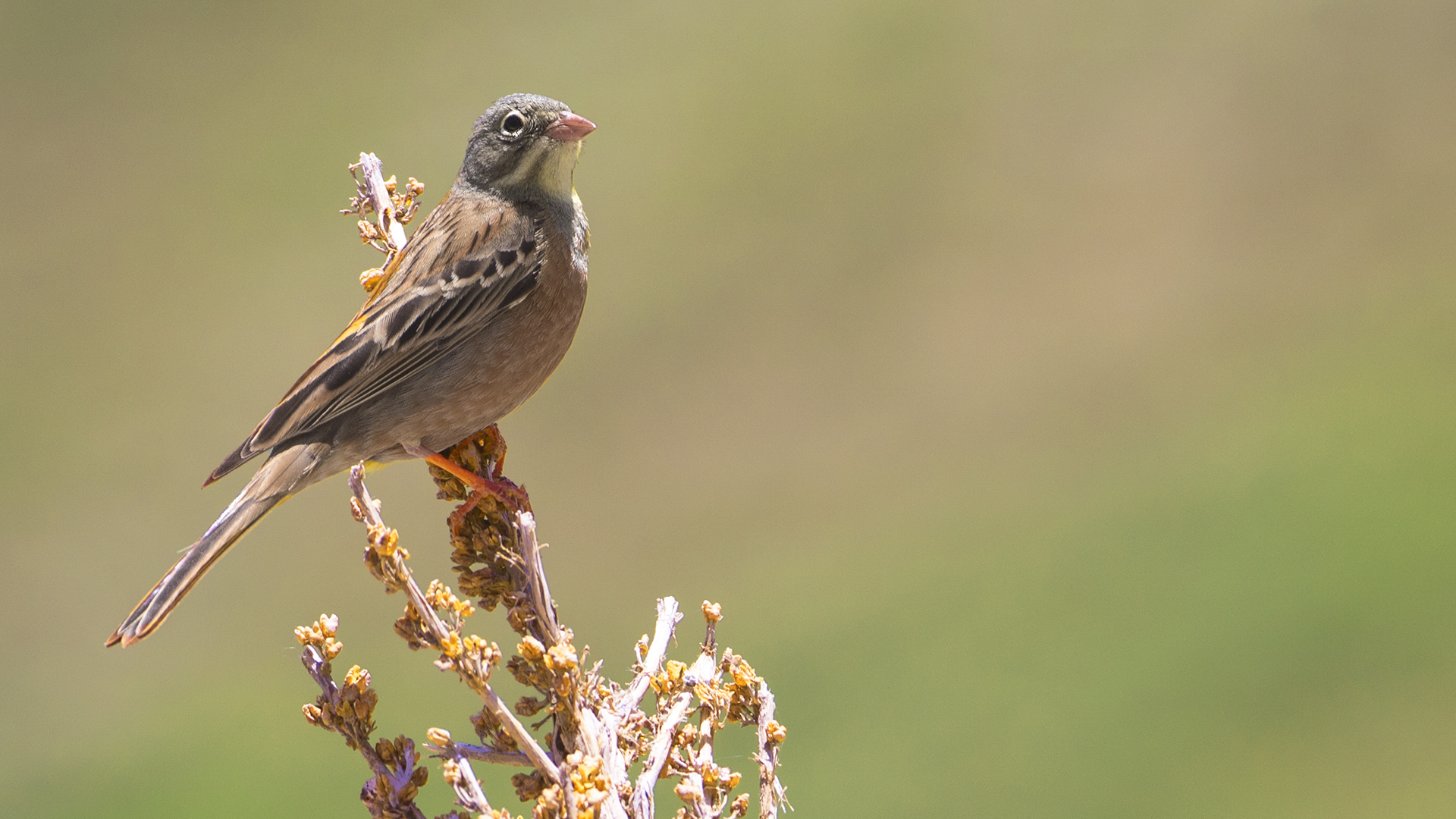 Ortolan Bunting