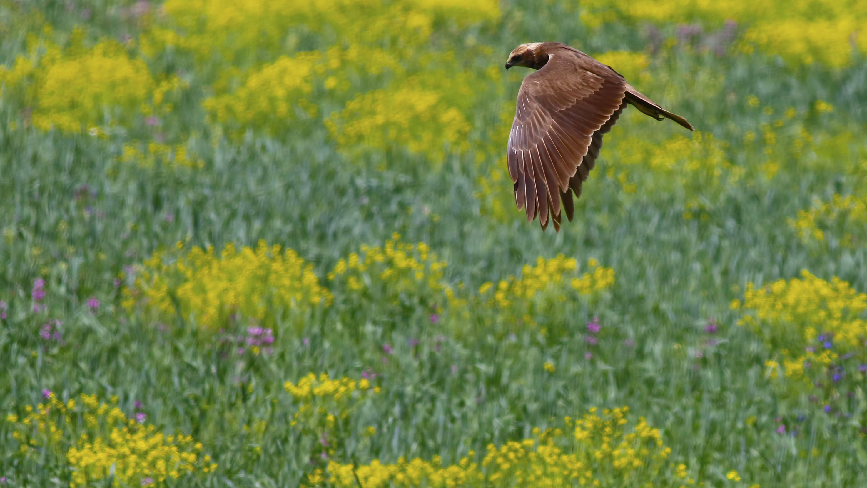 Eurasian Marsh-Harrier