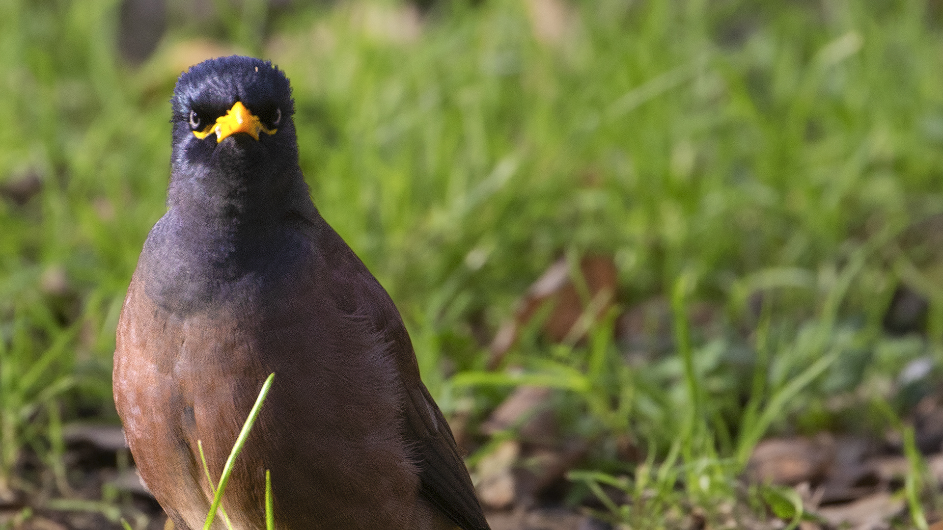 Common Myna