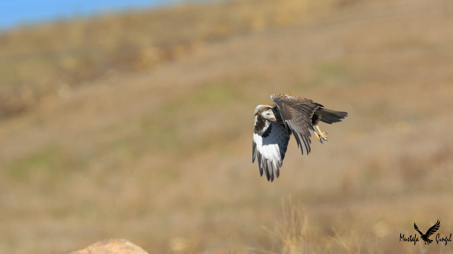 Long-legged Buzzard