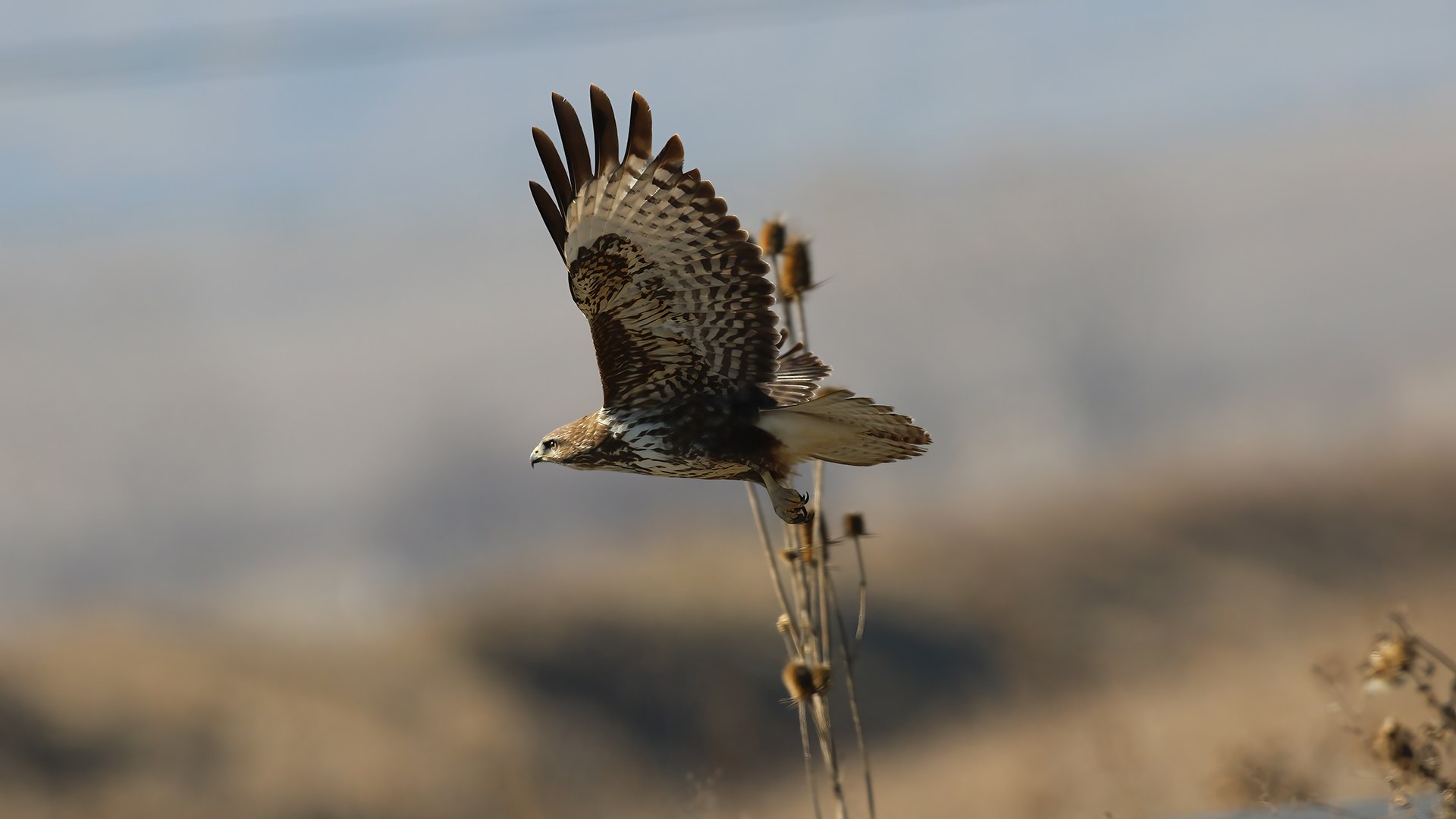 Long-legged Buzzard