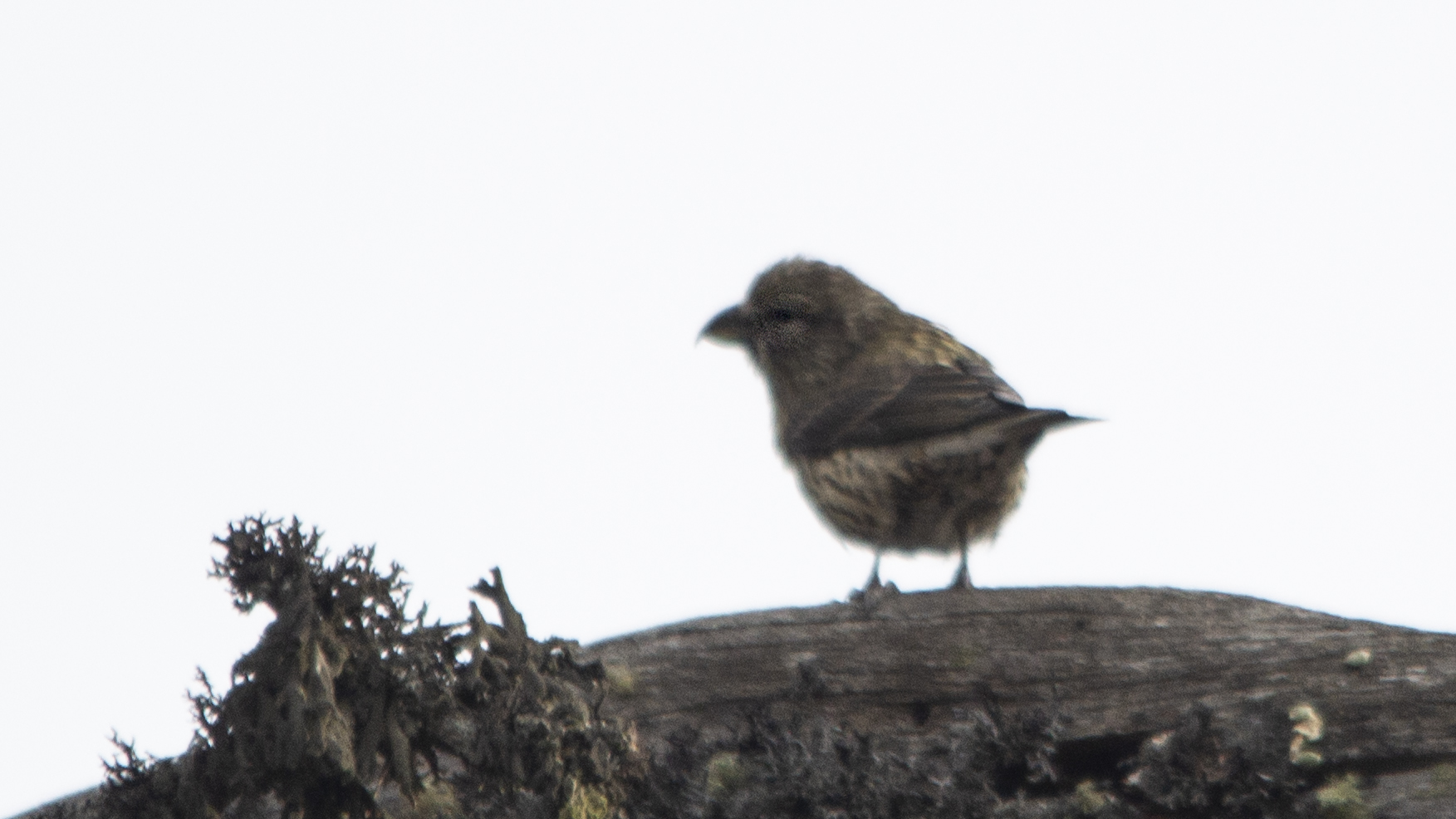 Red Crossbill