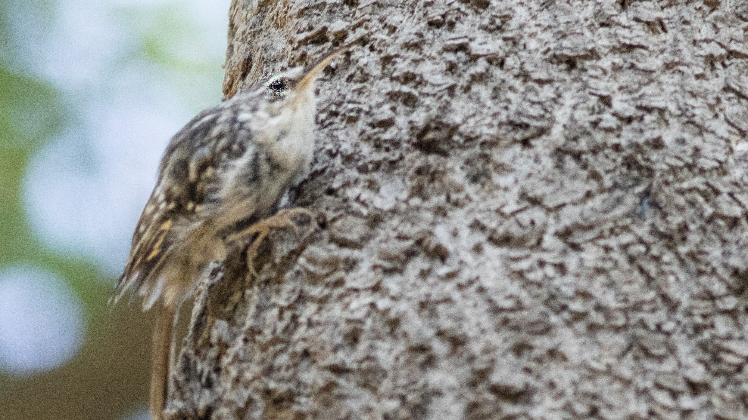 Eurasian Treecreeper