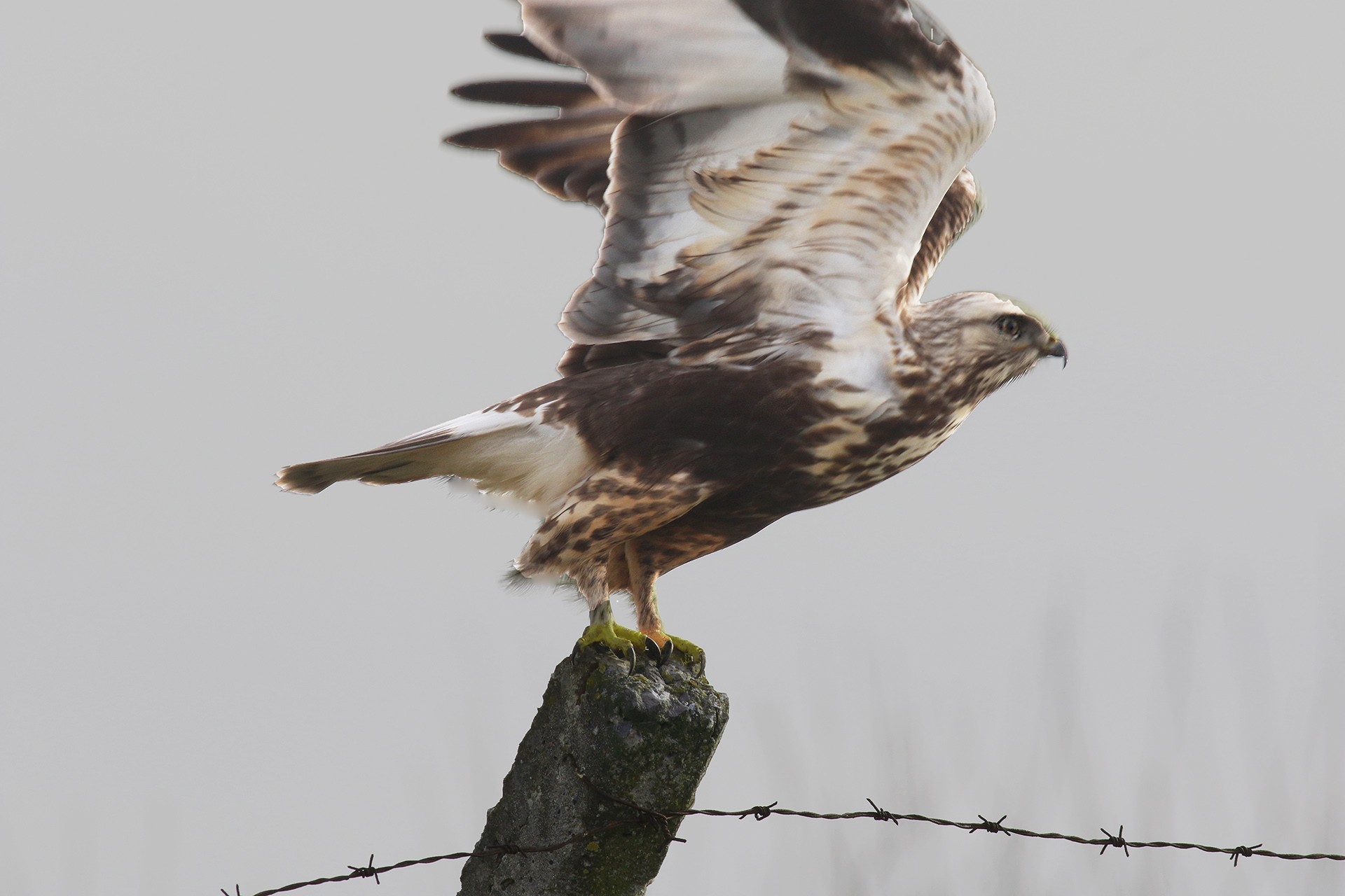 Rough-legged Hawk