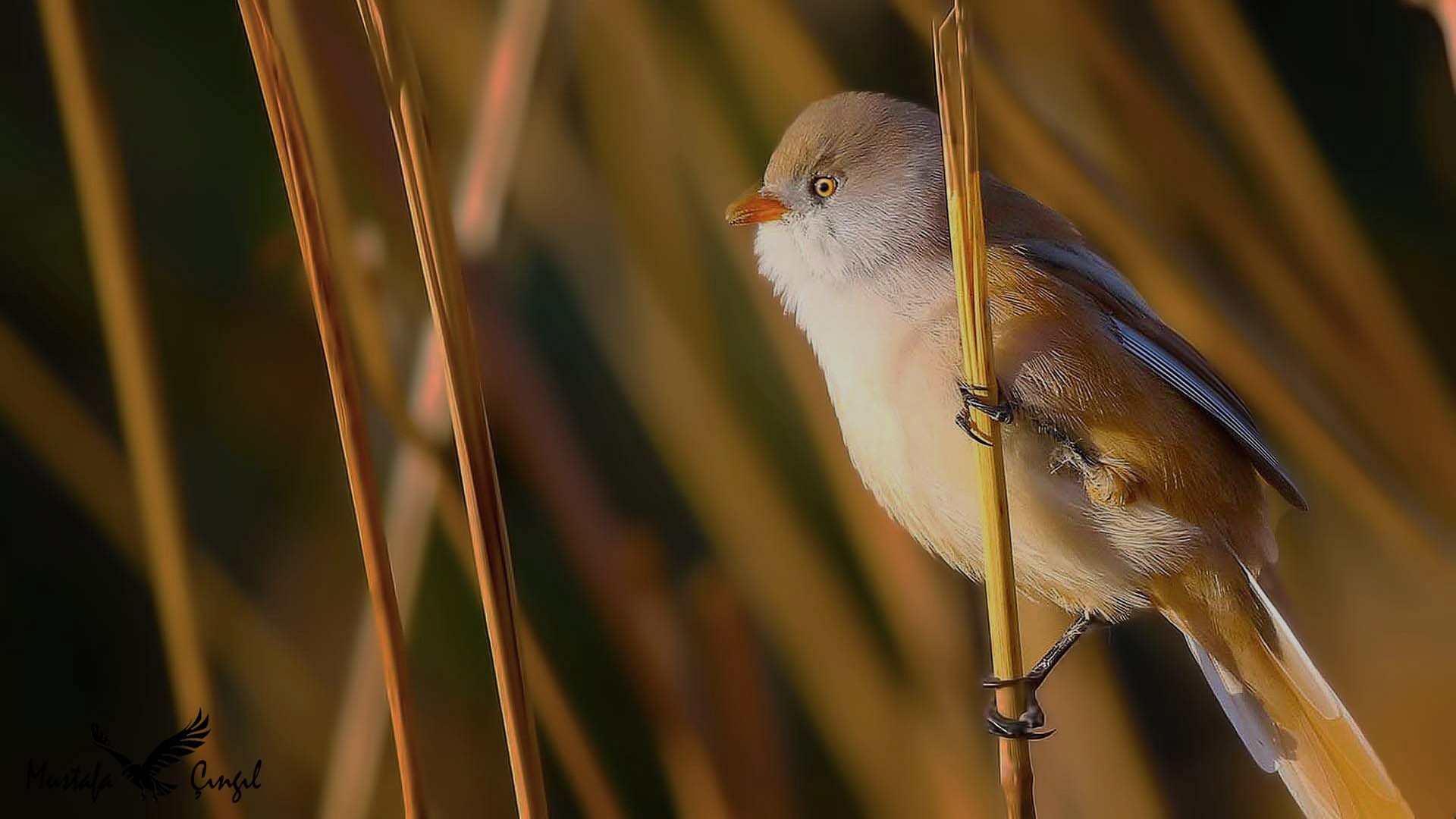 Bearded Parrotbill