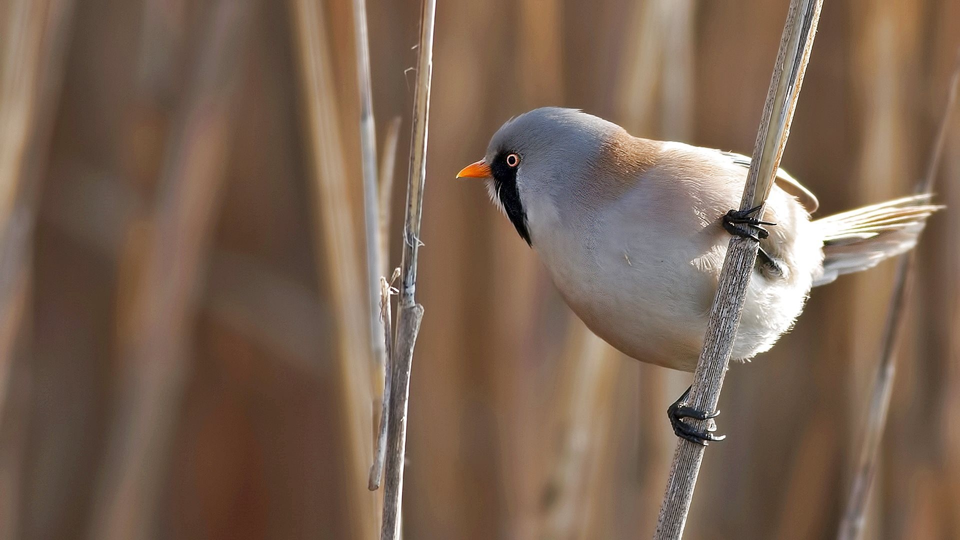 Bearded Reedling