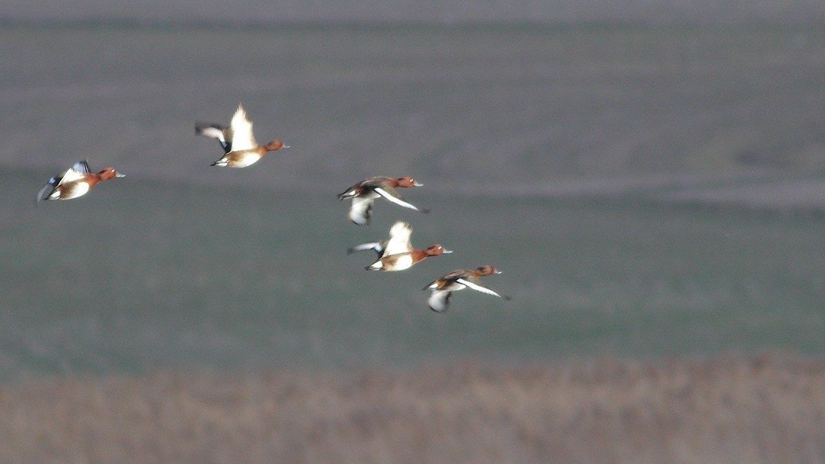 Ferruginous Duck