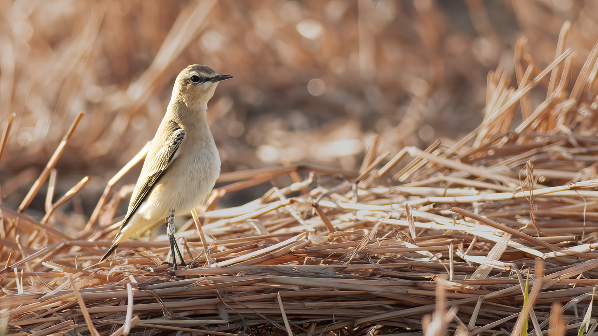 Northern Wheatear