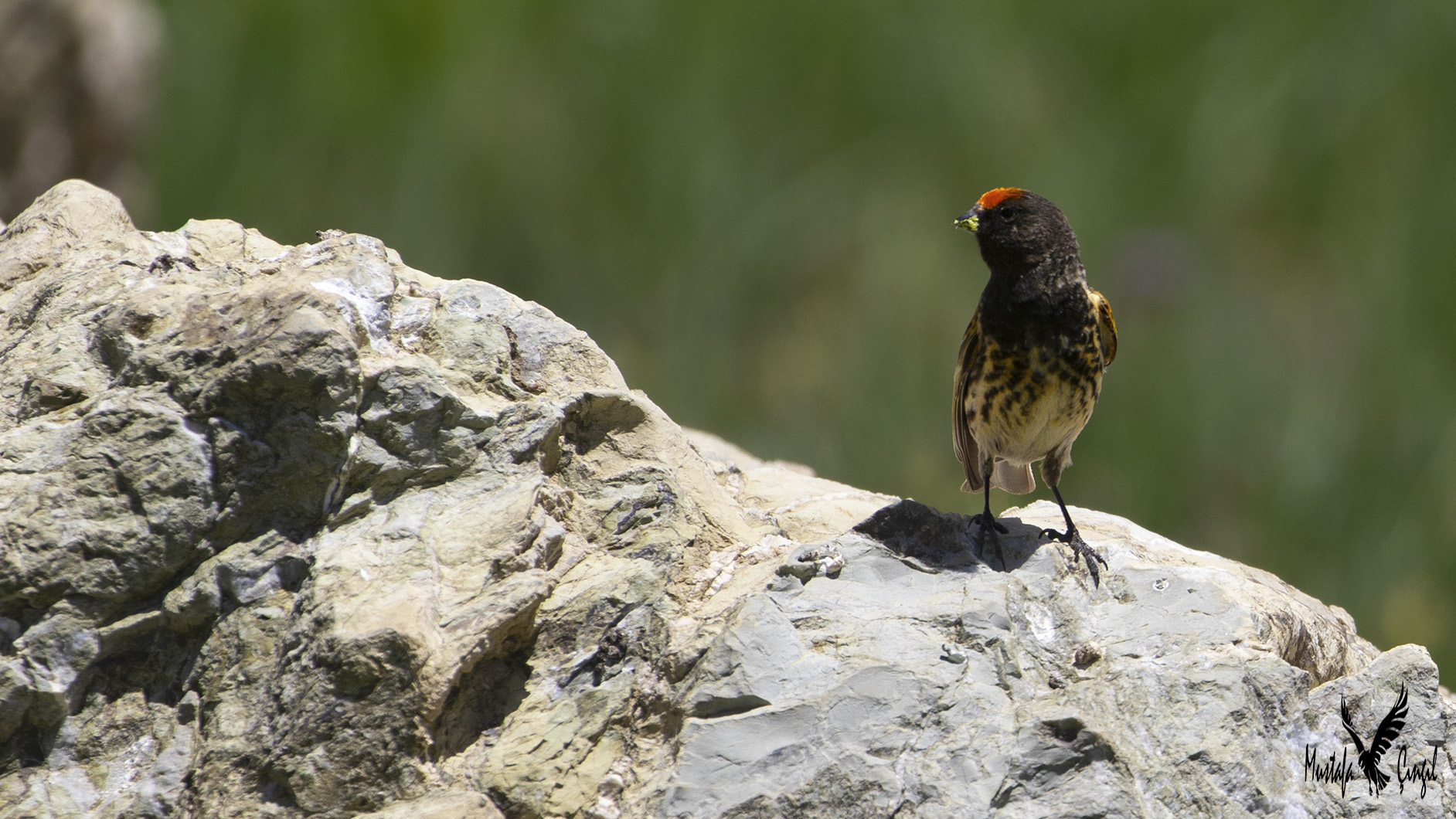 Fire-fronted Serin