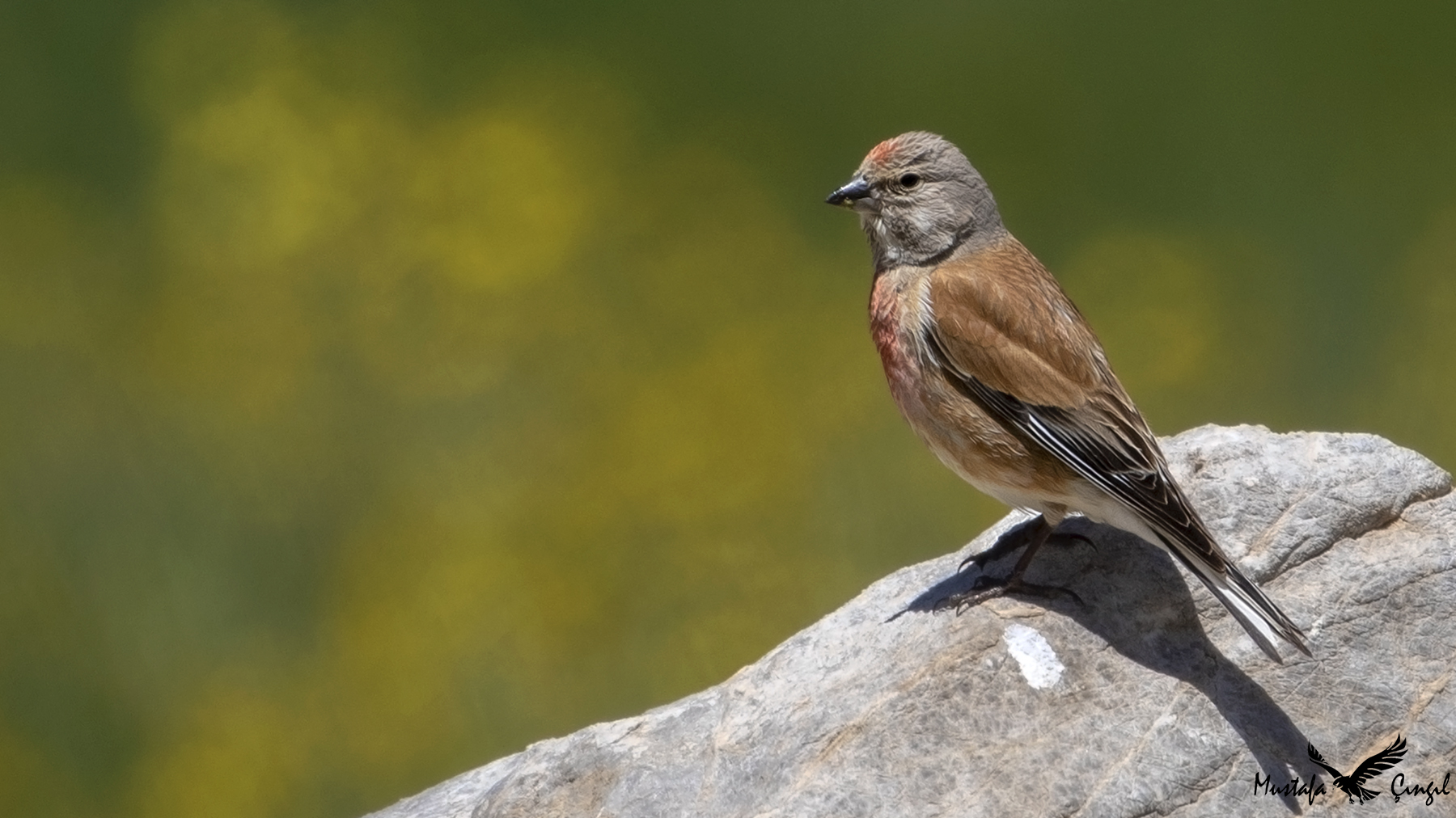 Eurasian Linnet