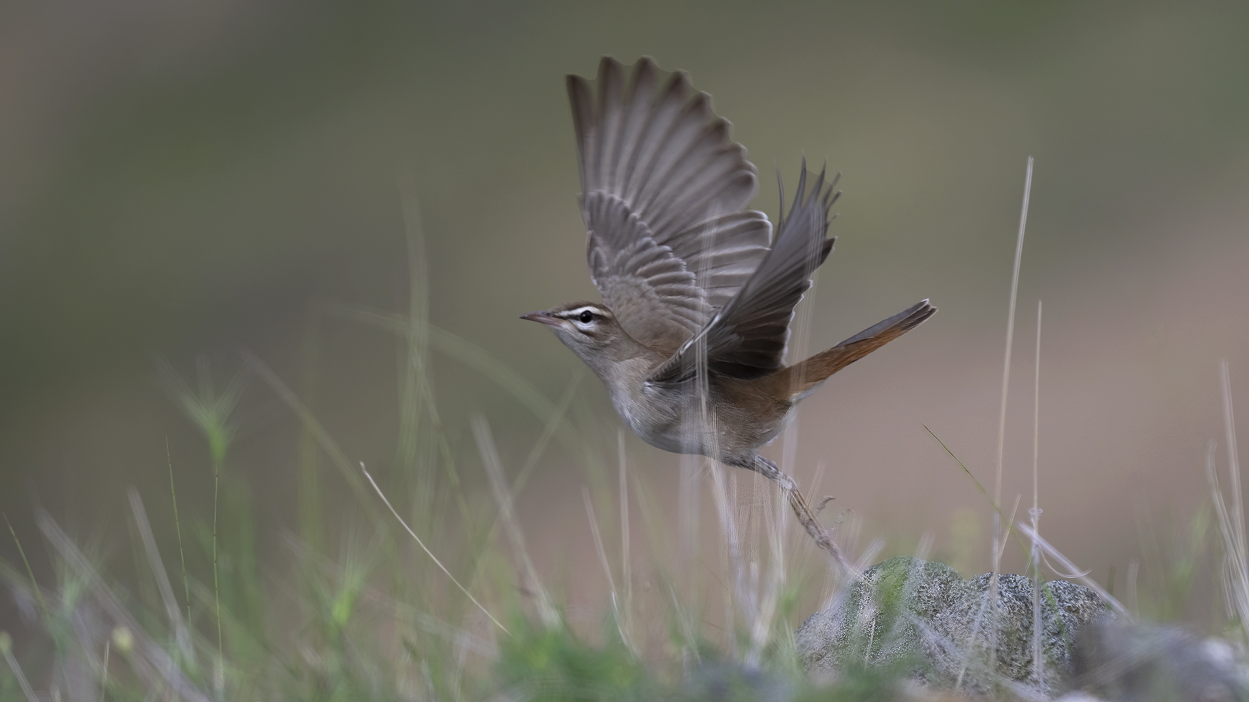 Rufous-tailed Scrub-Robin