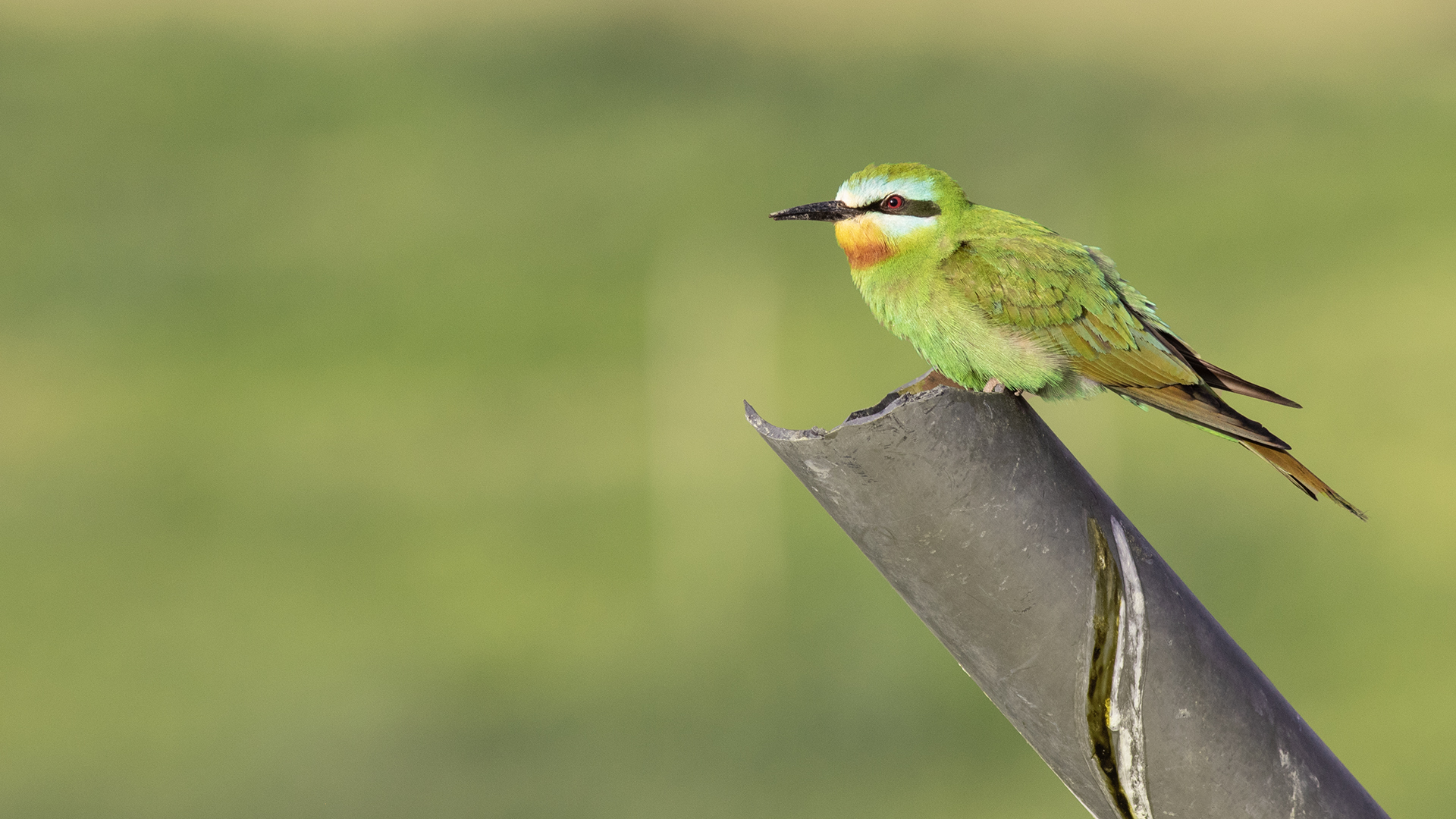 Blue-cheeked Bee-eater