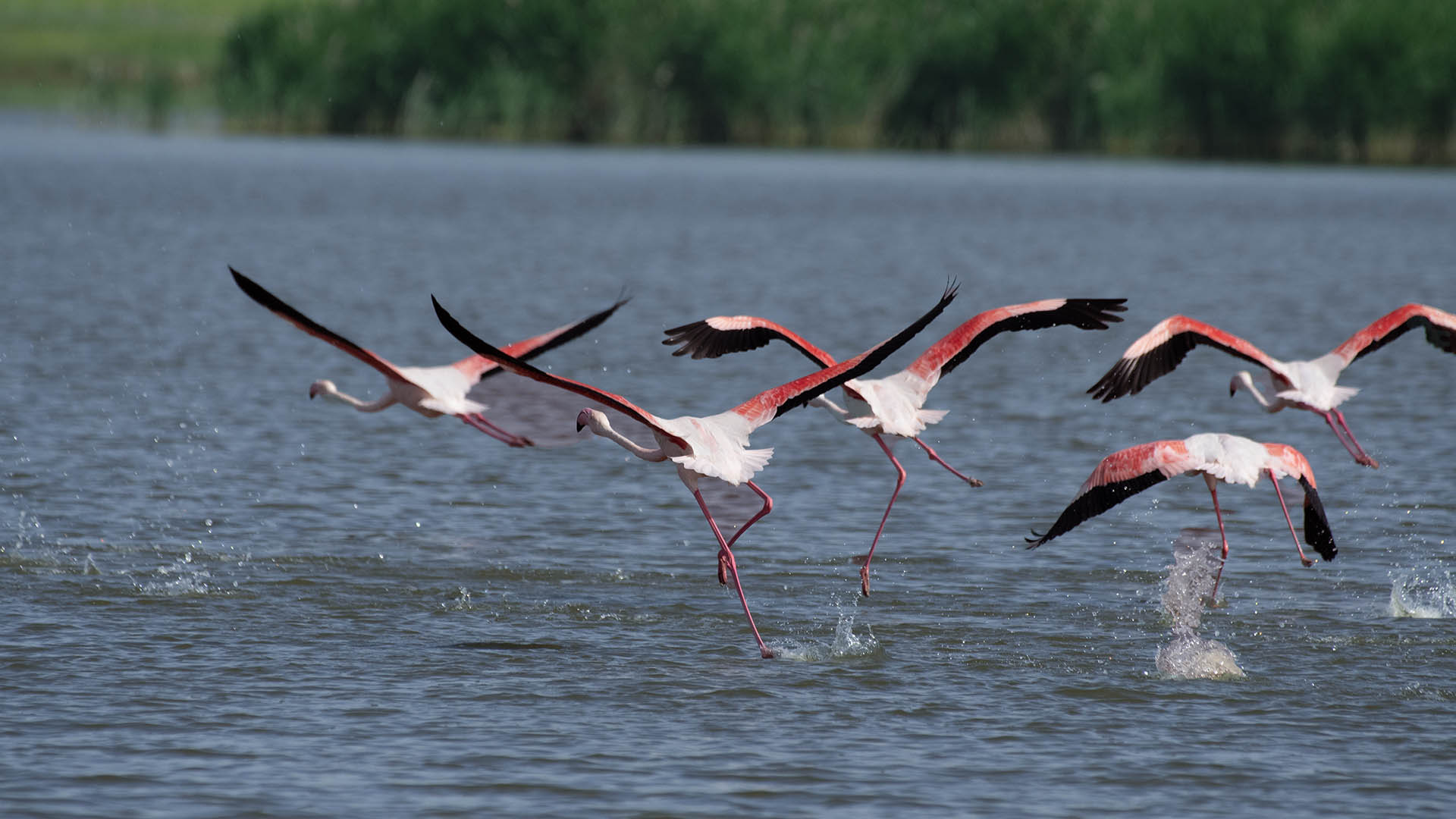 Greater Flamingo