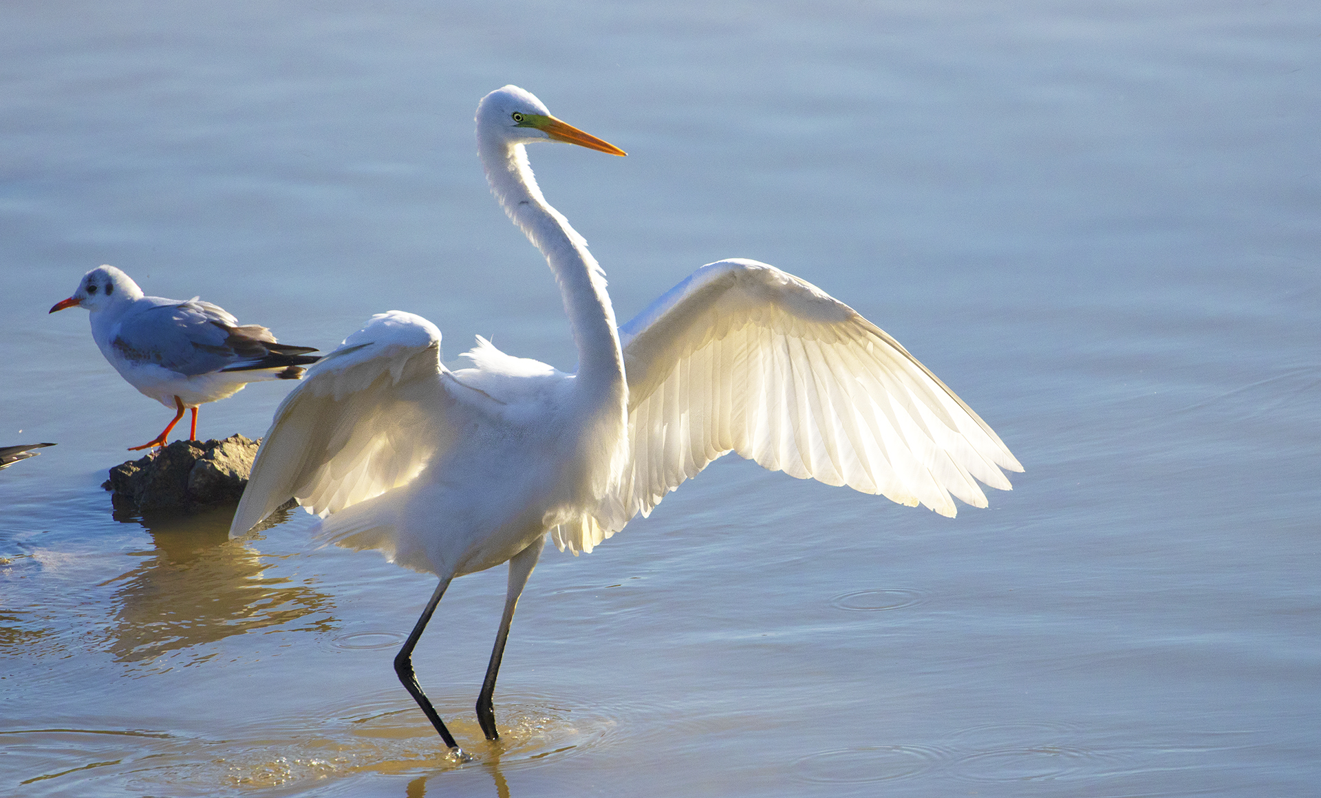 Great Egret