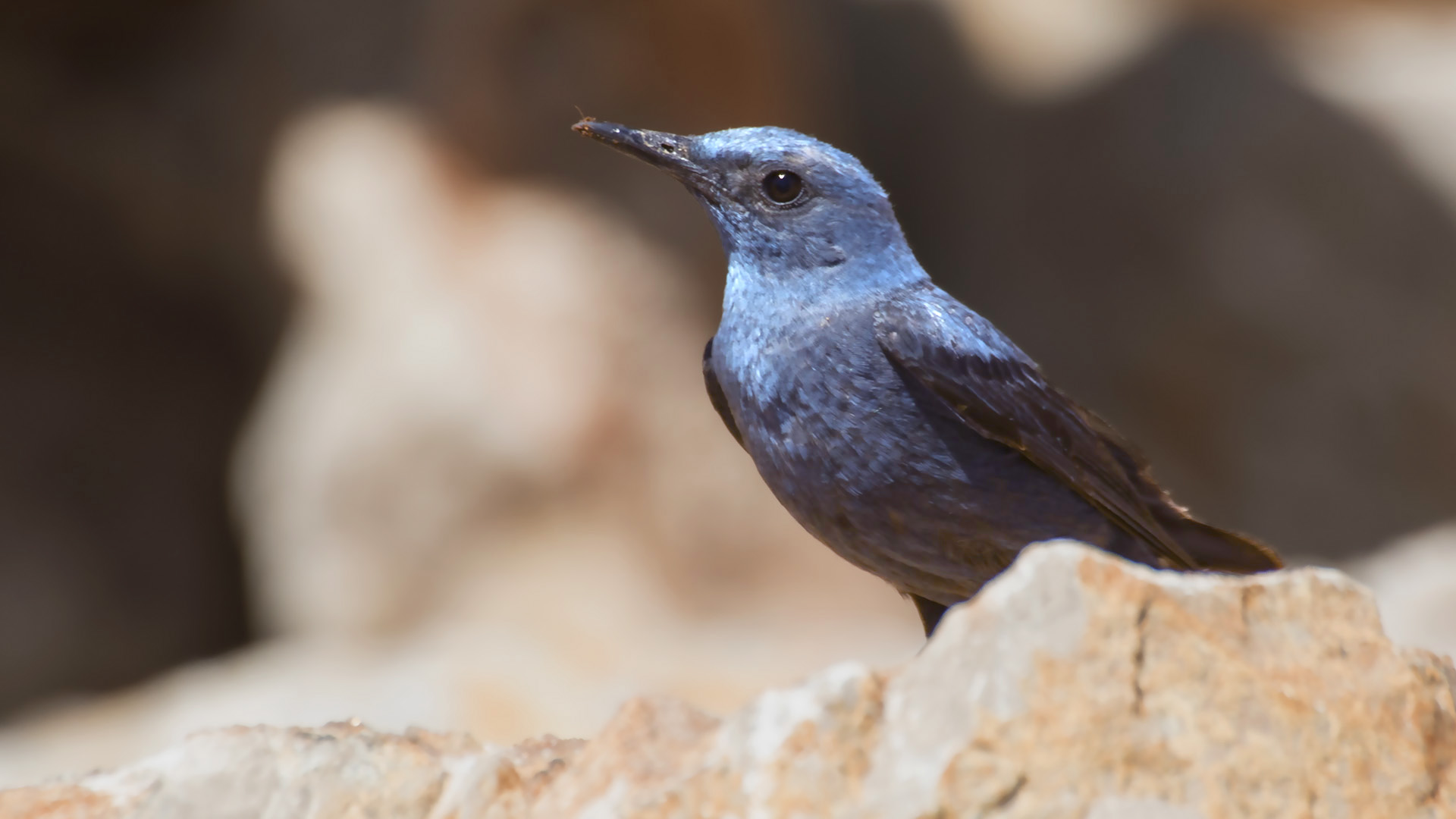 Blue Rock-Thrush