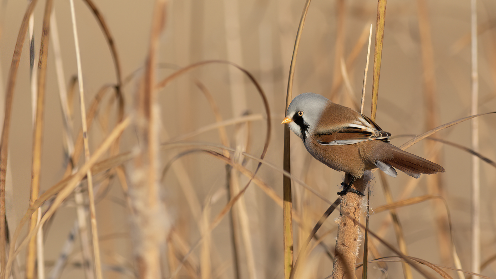 Bearded Reedling
