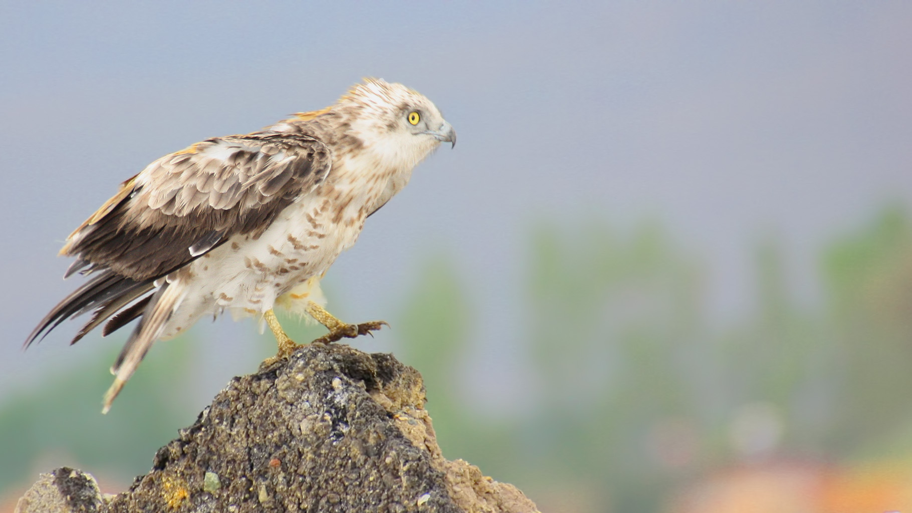 Short-toed Snake-Eagle