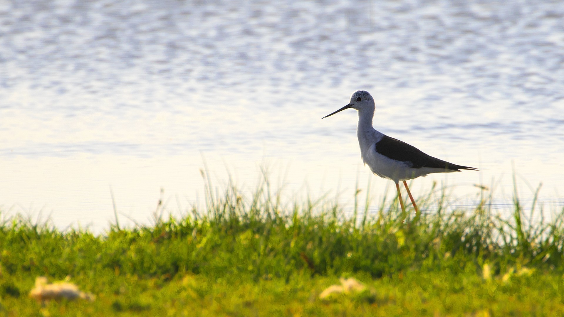 Black-winged Stilt