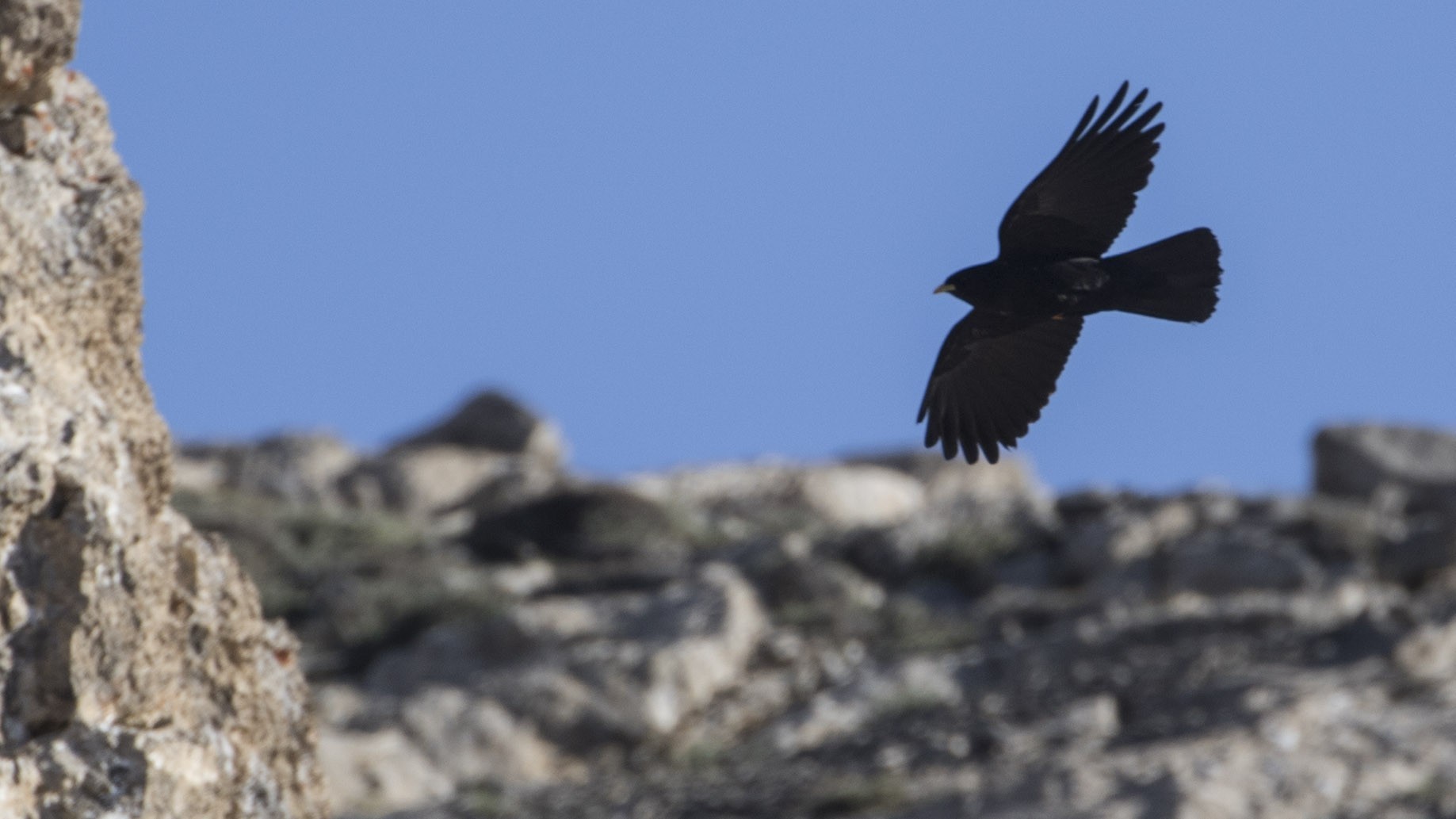 Yellow-billed Chough