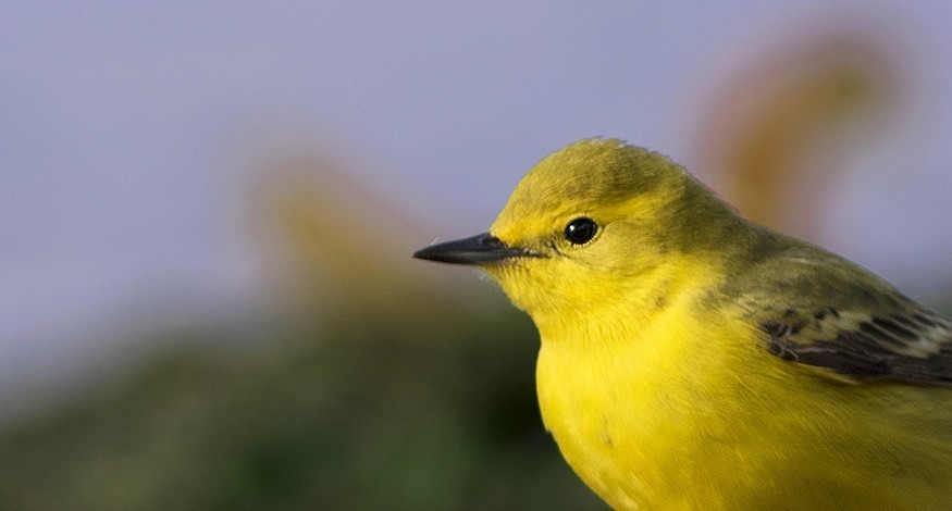 Citrine Wagtail
